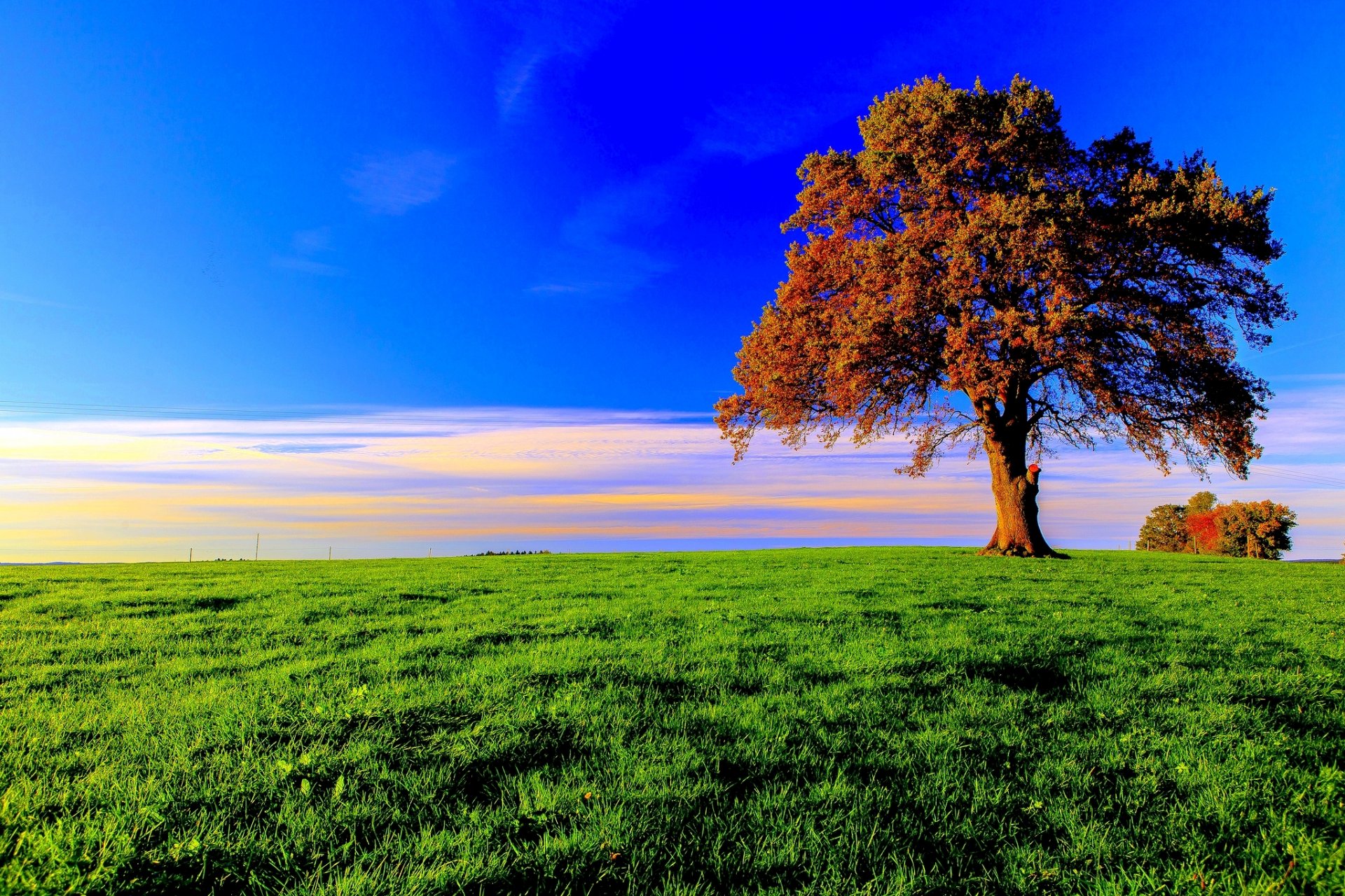 autumn tree foliage grass meadow sky cloud