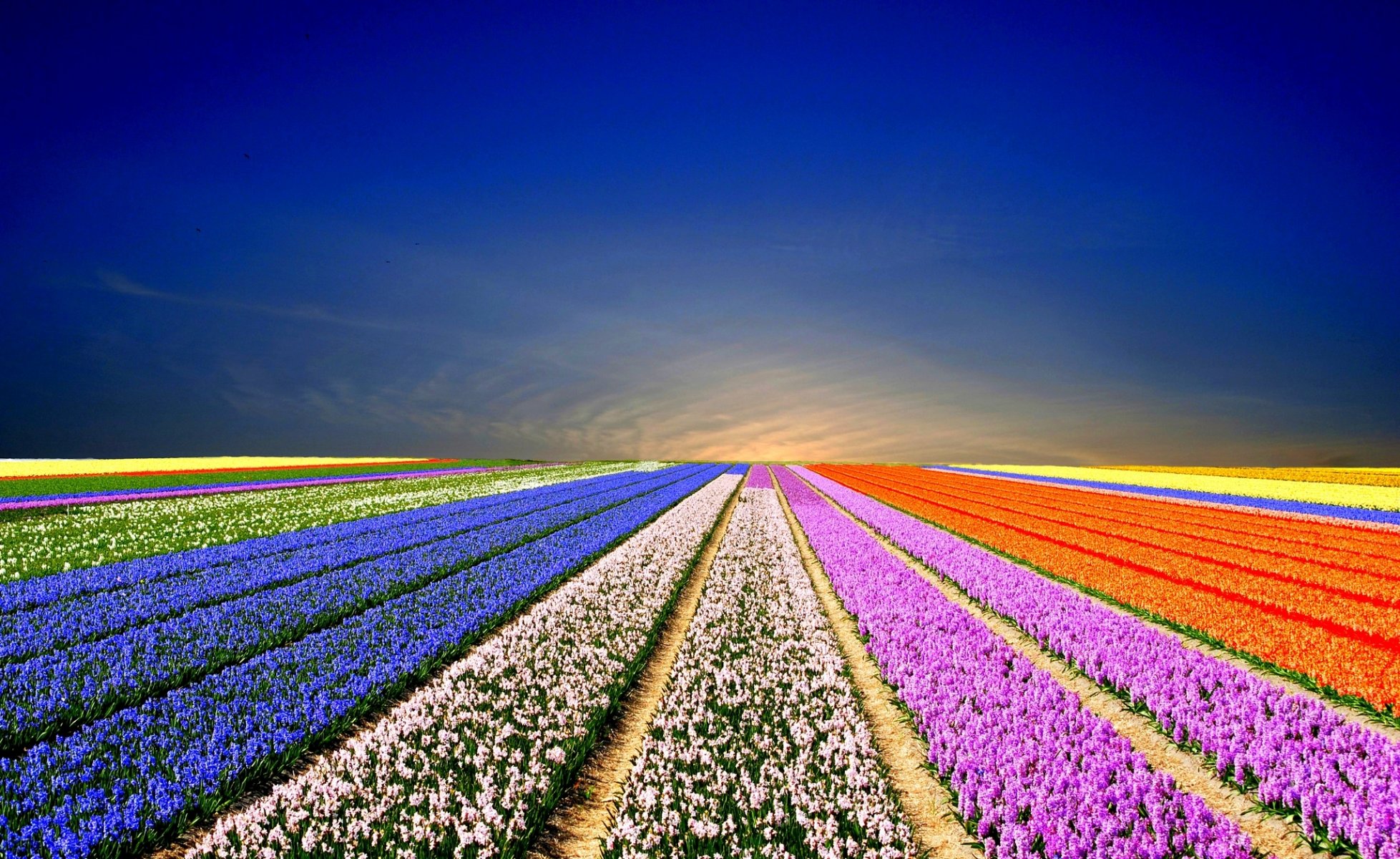 nature field flowers rainbow field landscape wildflowers rainbow field