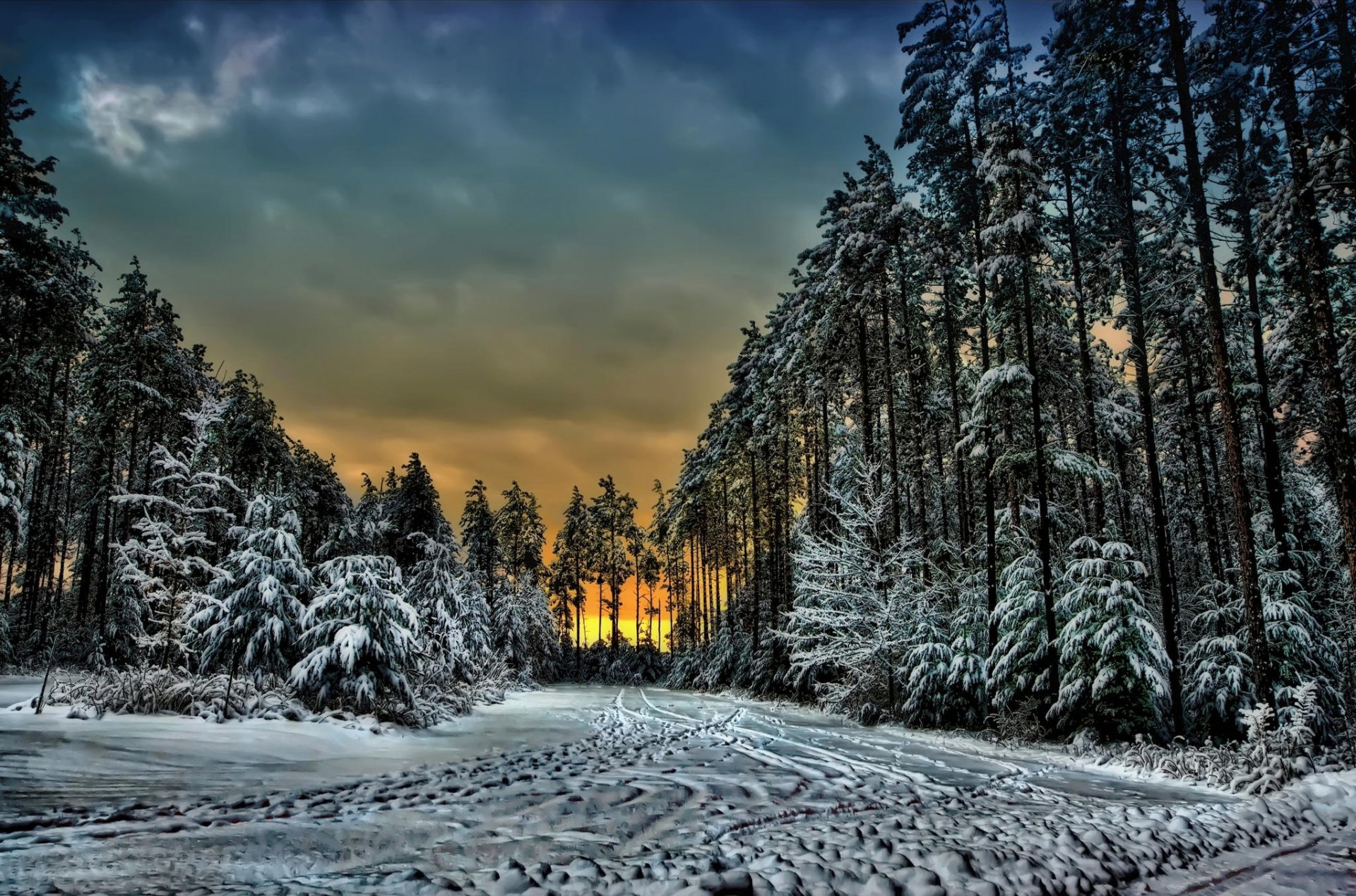 canadá ontario bosque invierno nieve huellas árboles puesta de sol nubes