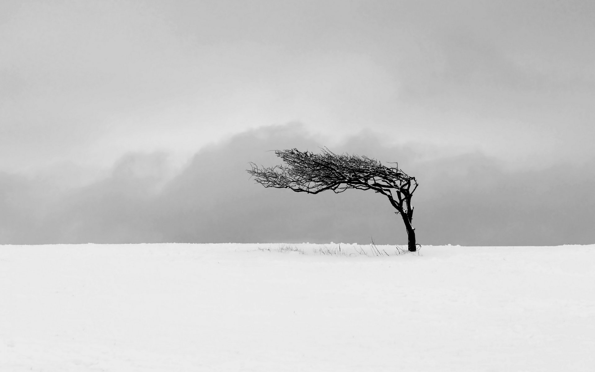 campo albero inverno paesaggio