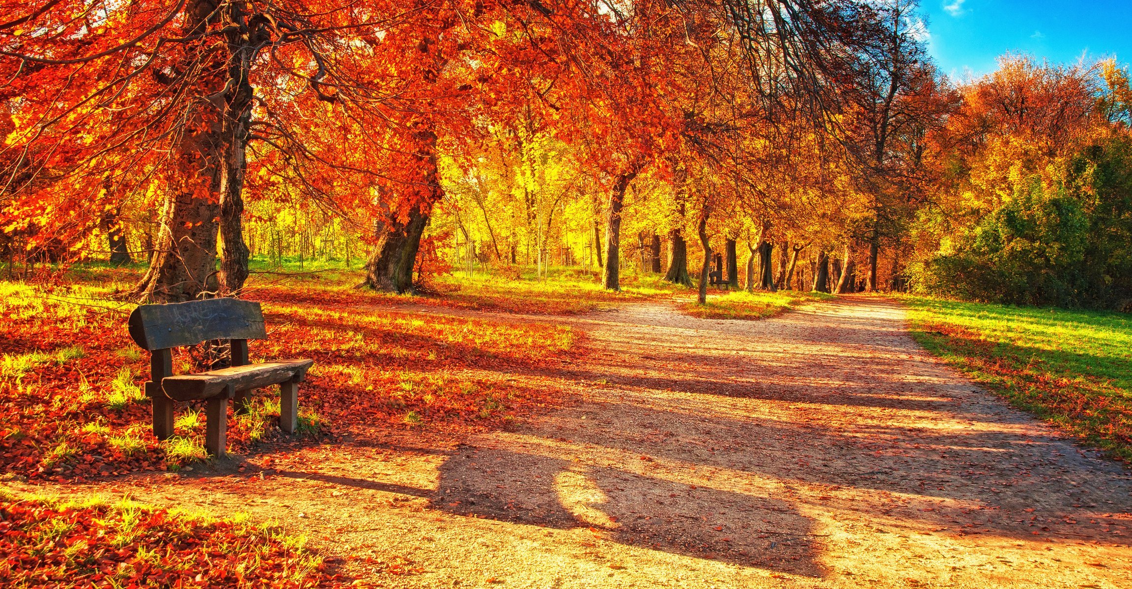 parque de otoño árboles hojas naturaleza paisaje banco hermoso banco