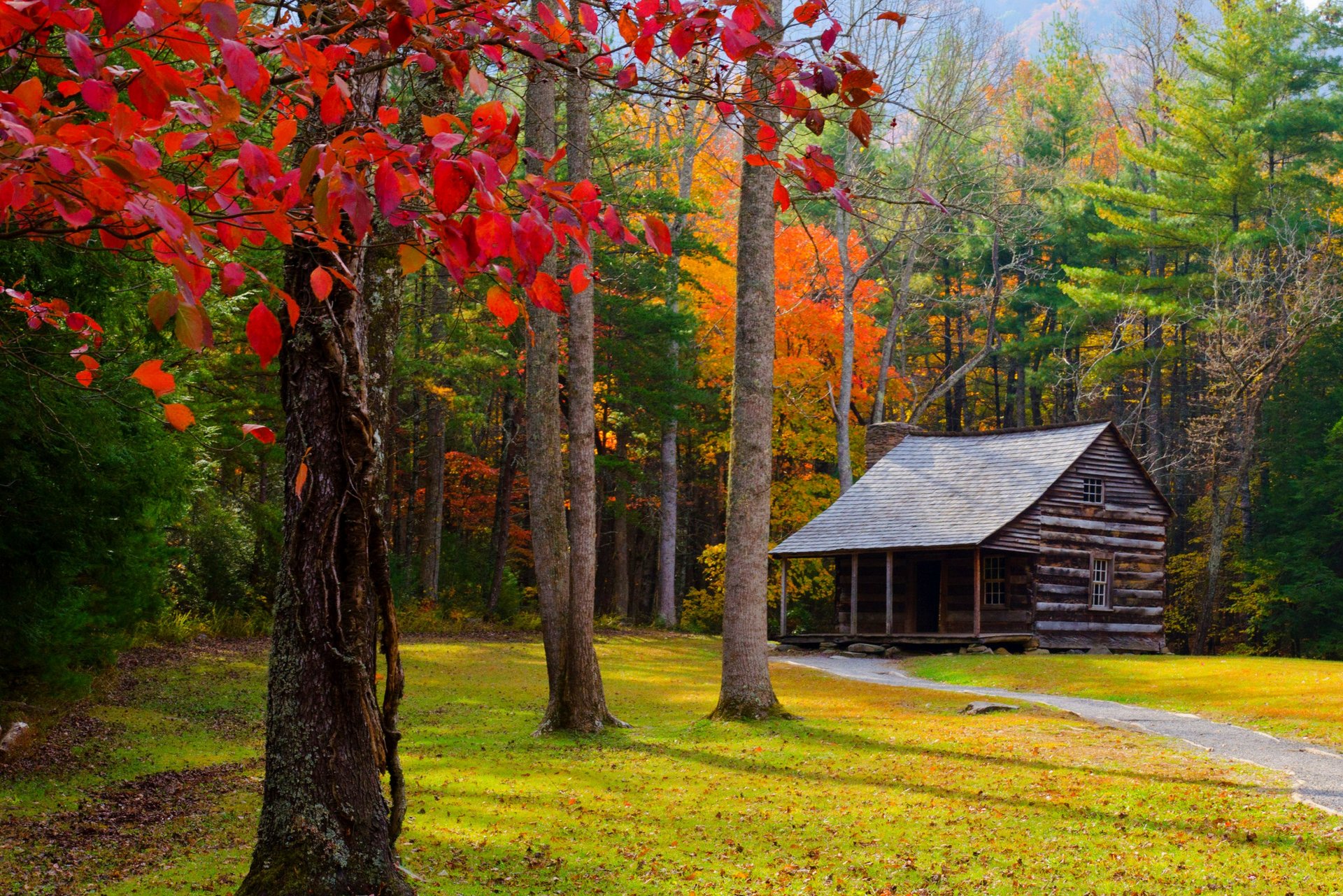 natura foresta parco alberi foglie colorato strada autunno caduta colori passeggiata erba casa