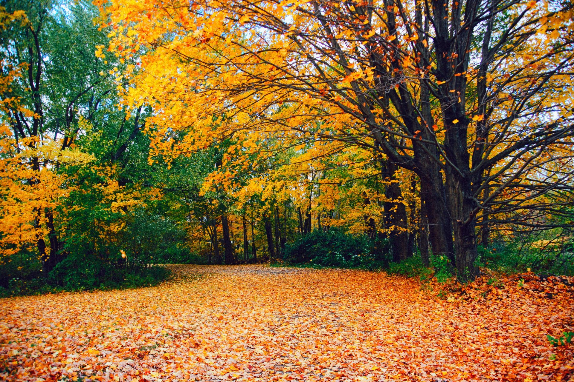 nature forest park trees leaves colorful road autumn fall colors walk