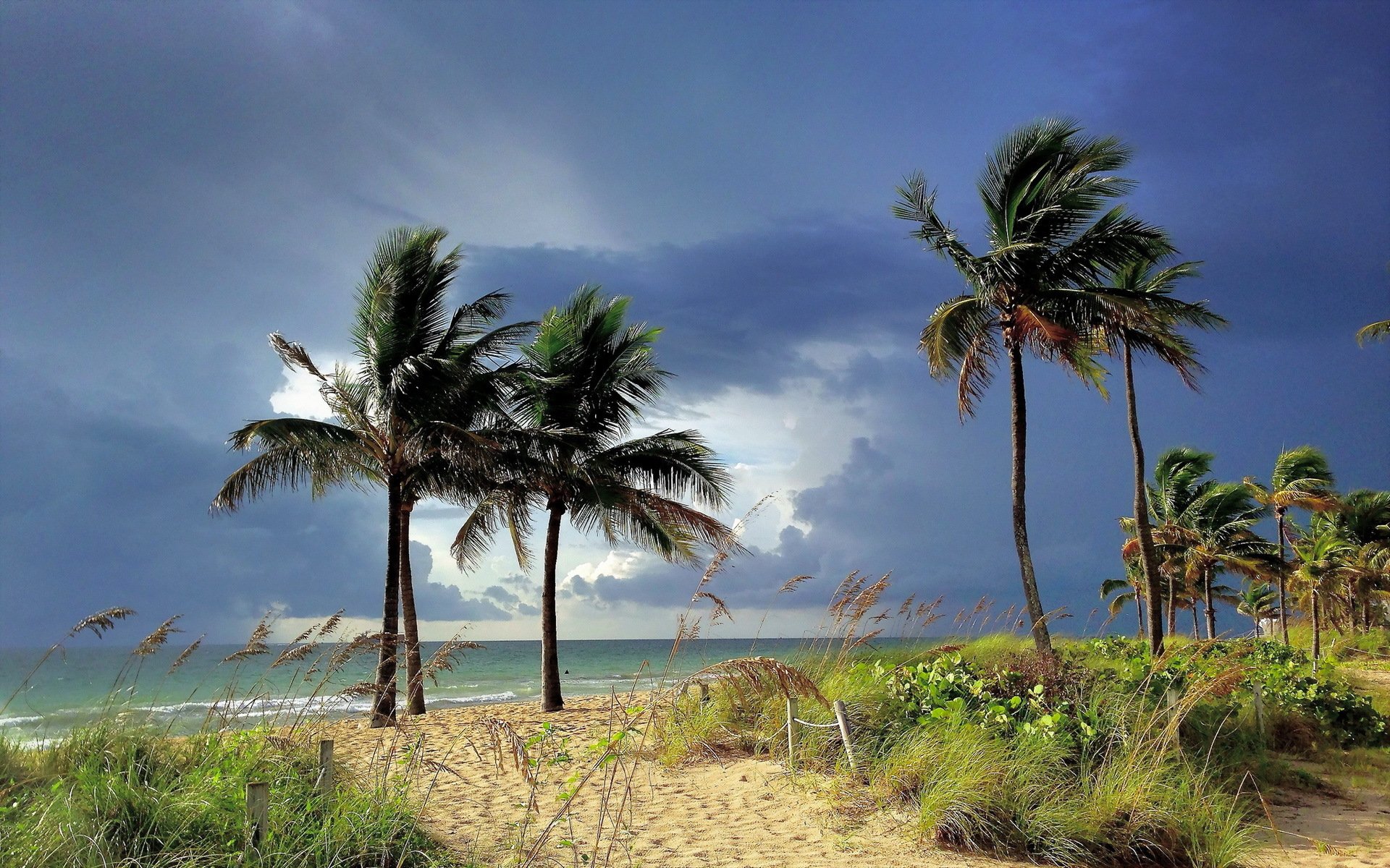 meer bäume landschaft