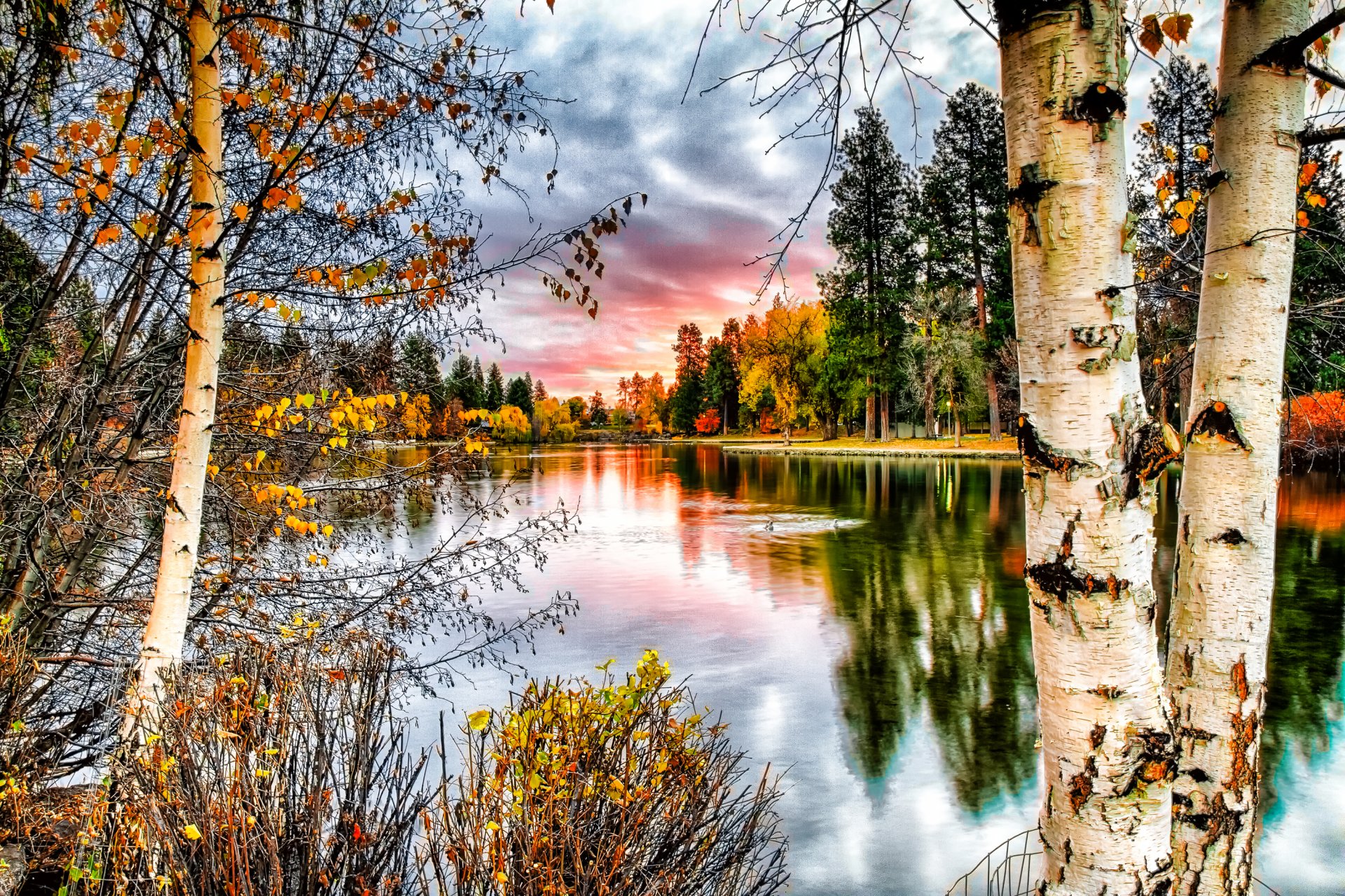 autumn landscape river tree trunk trees birches nature photo