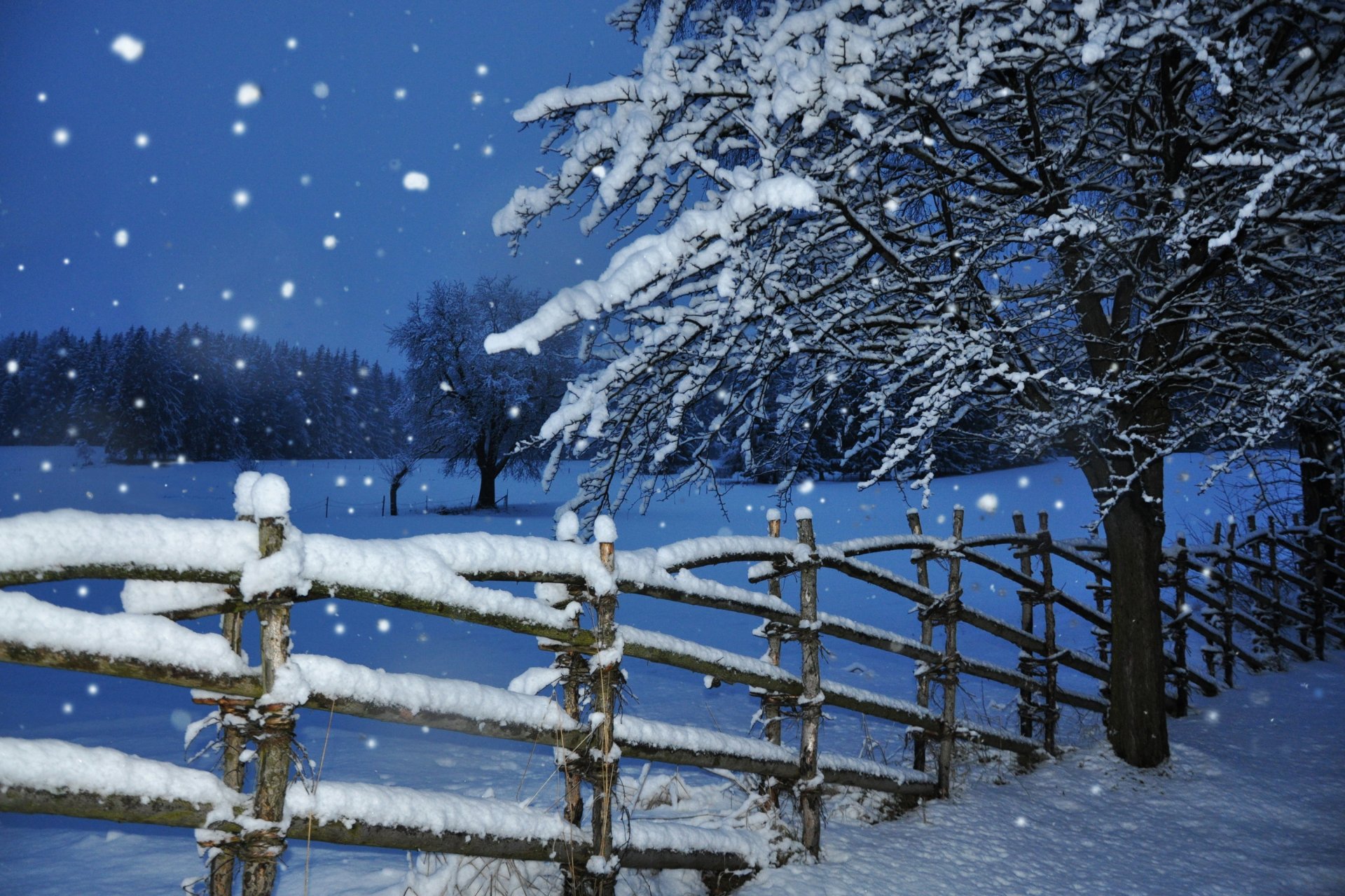 winter snow snowfall tree fence evening twilight