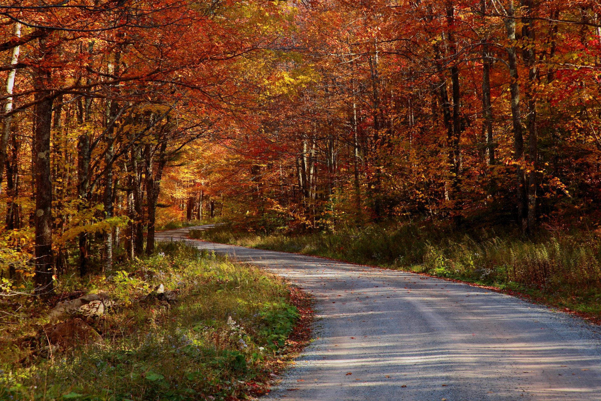 otoño carretera bosque naturaleza foto