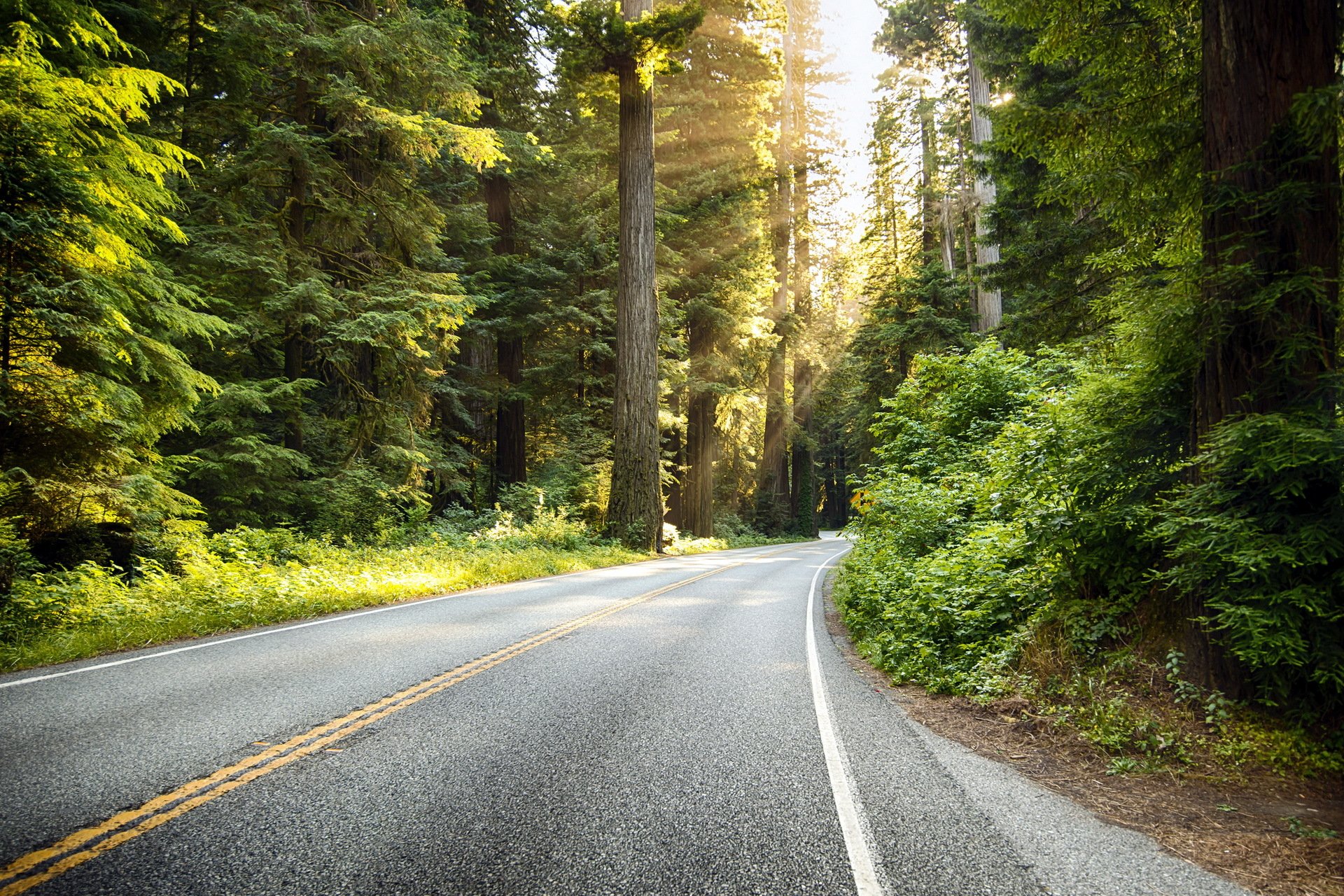 road forest landscape