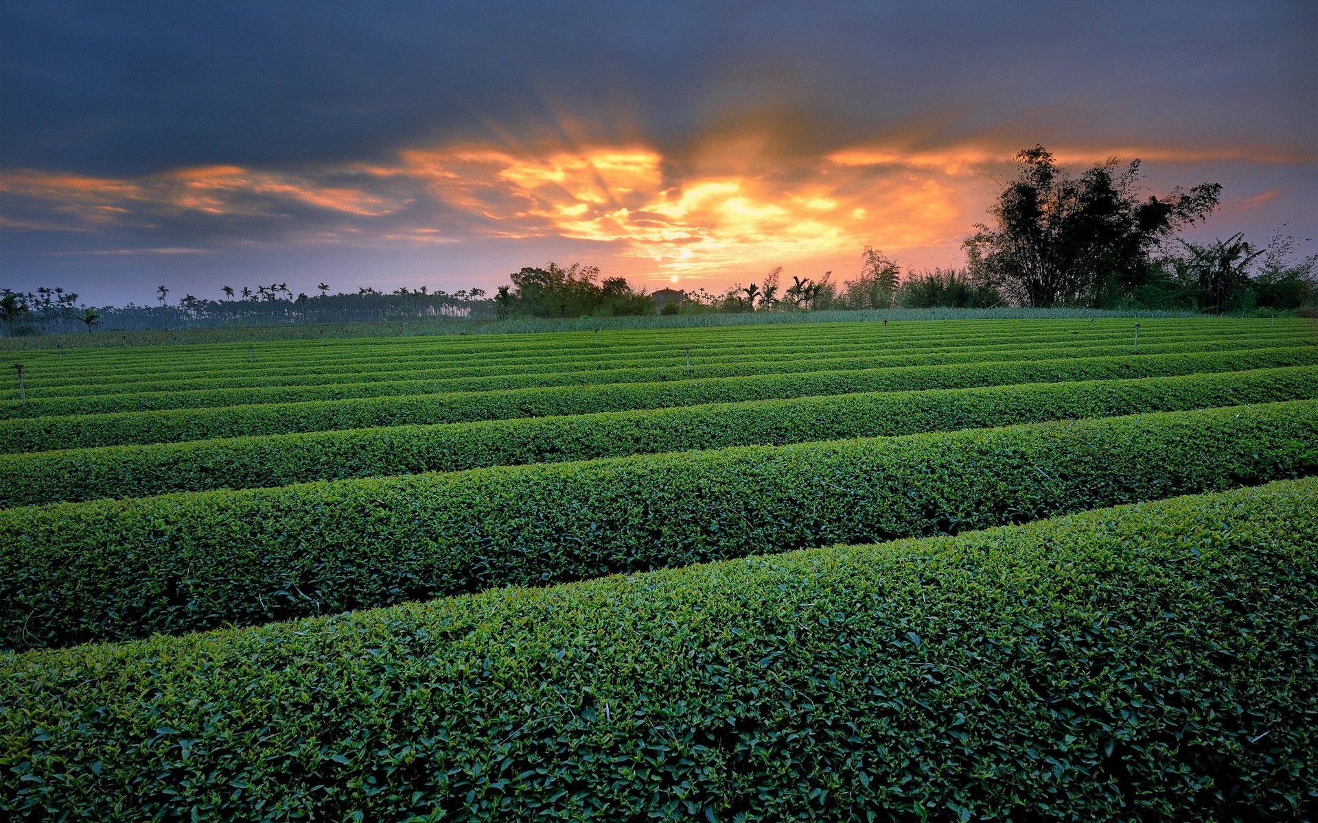 nature the field bush green sunset ranks tree