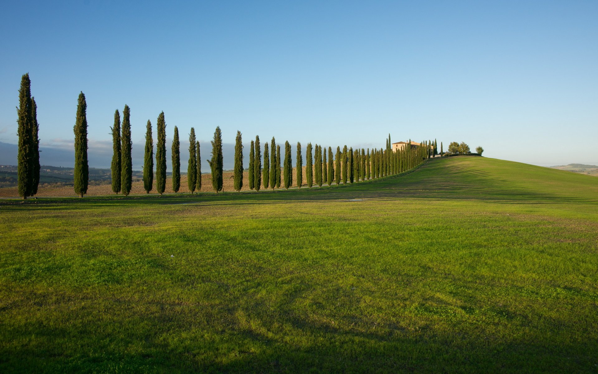 the field tree landscape