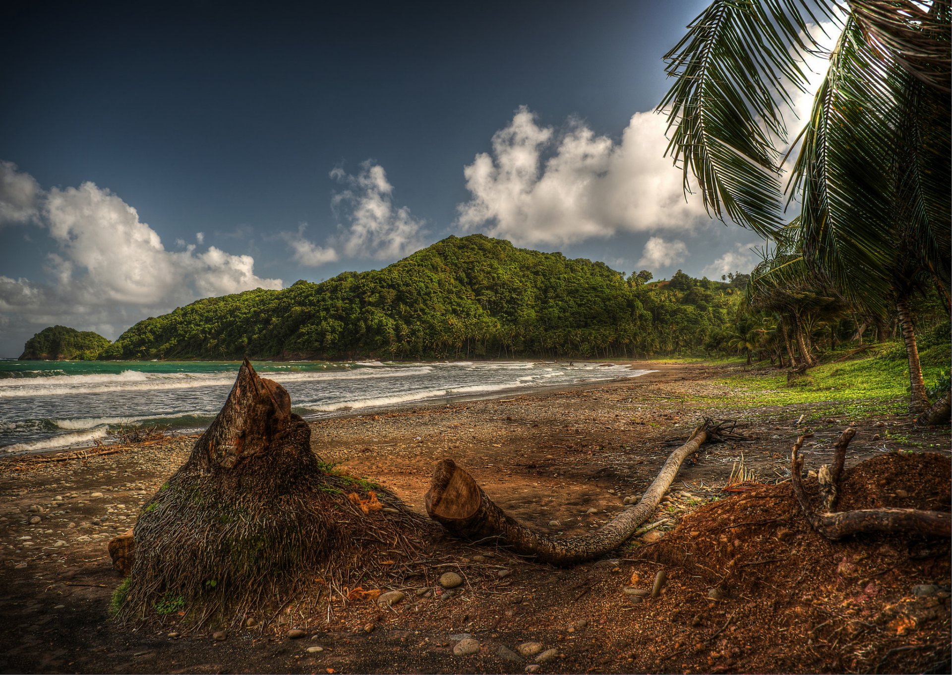 gulf beach tree caribbean