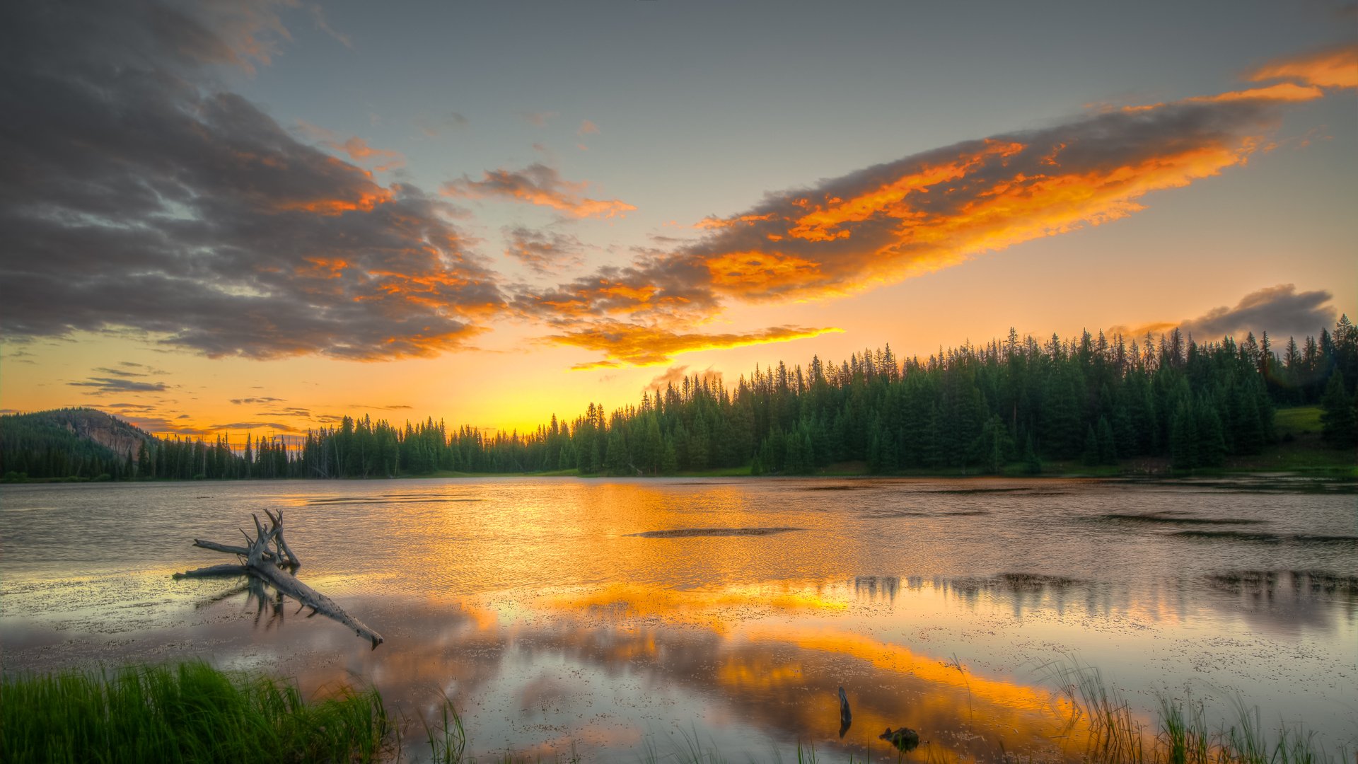 forest tree water reflection sky clouds light