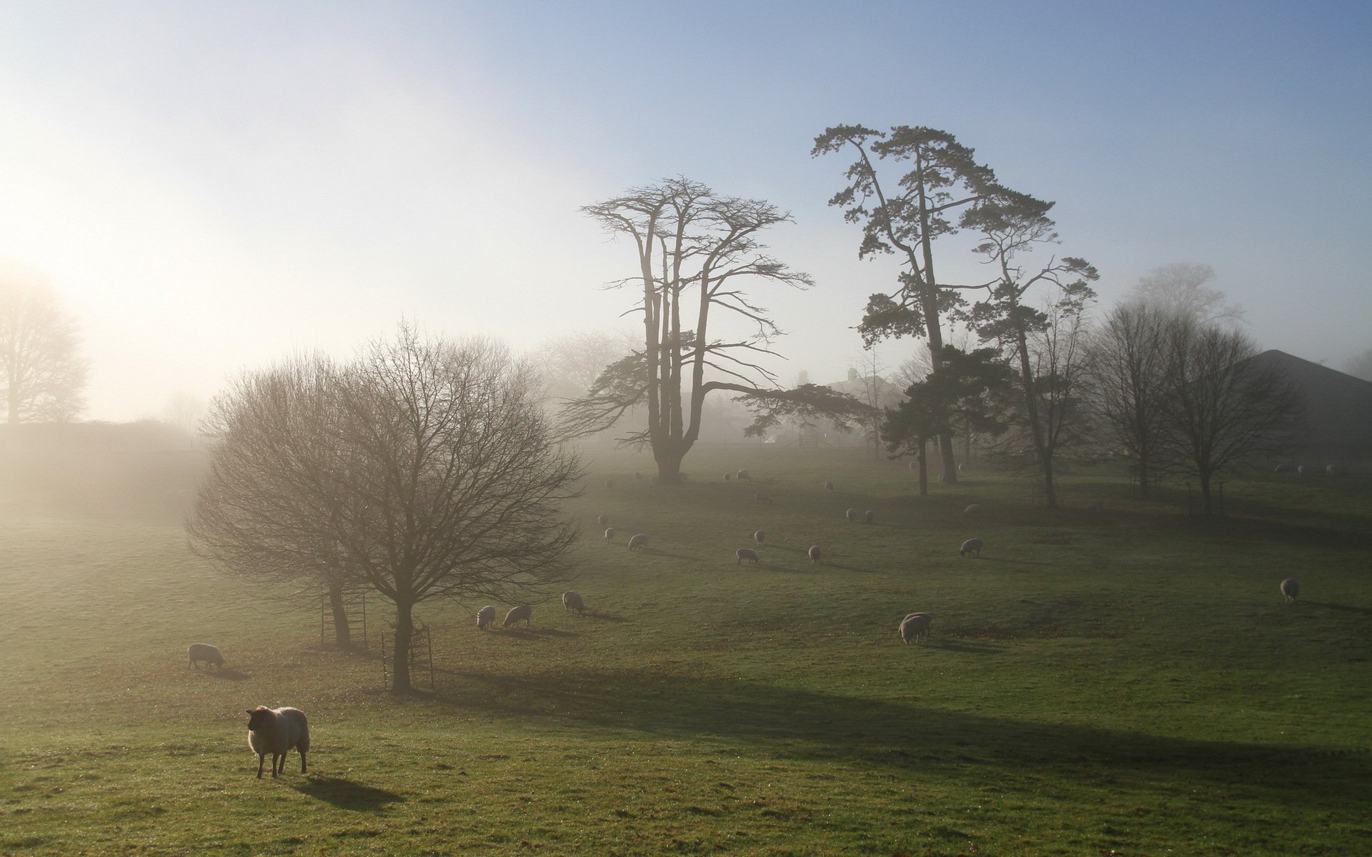 the field sheep morning fog