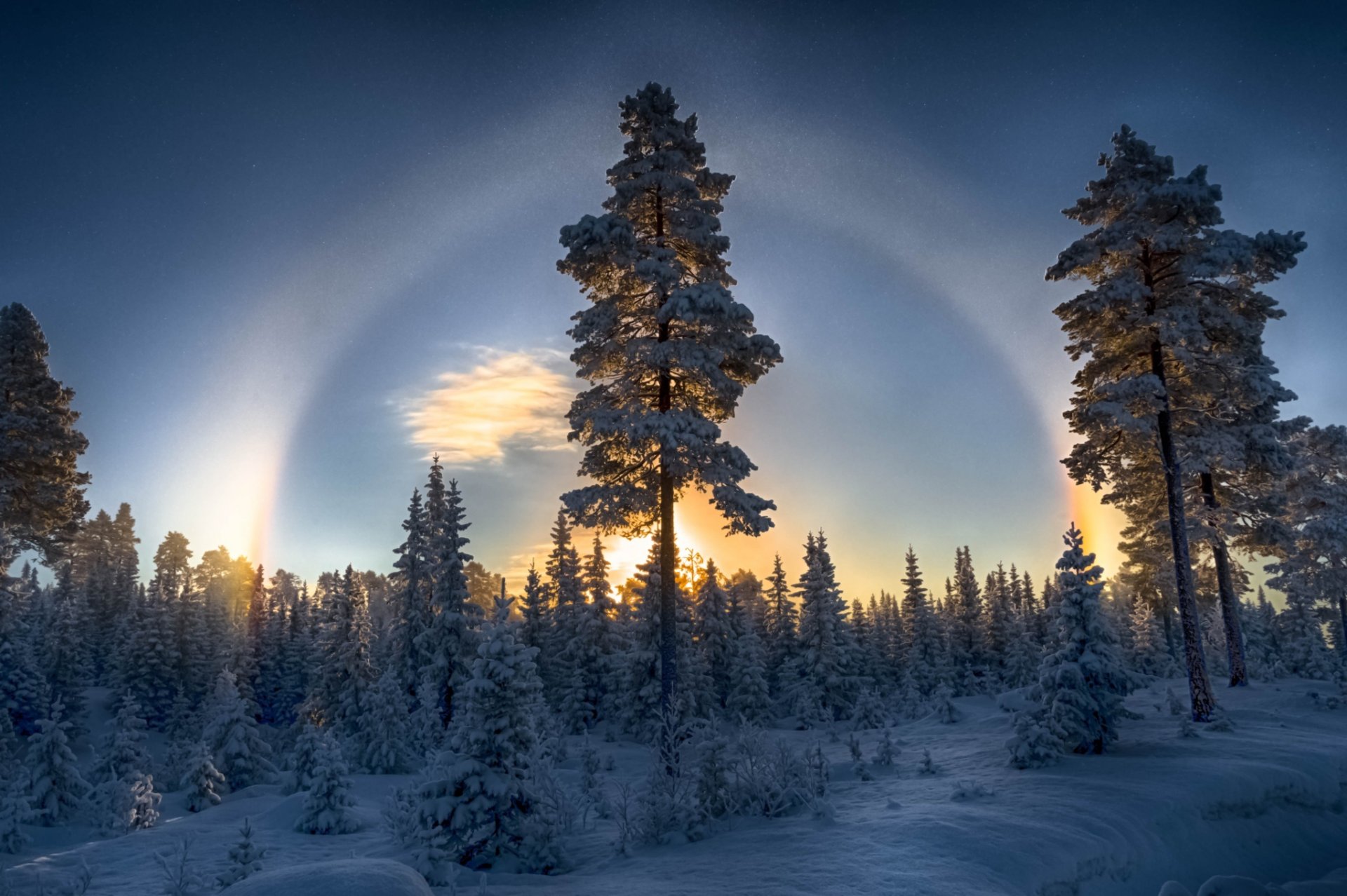 forêt hiver neige pins nature halo