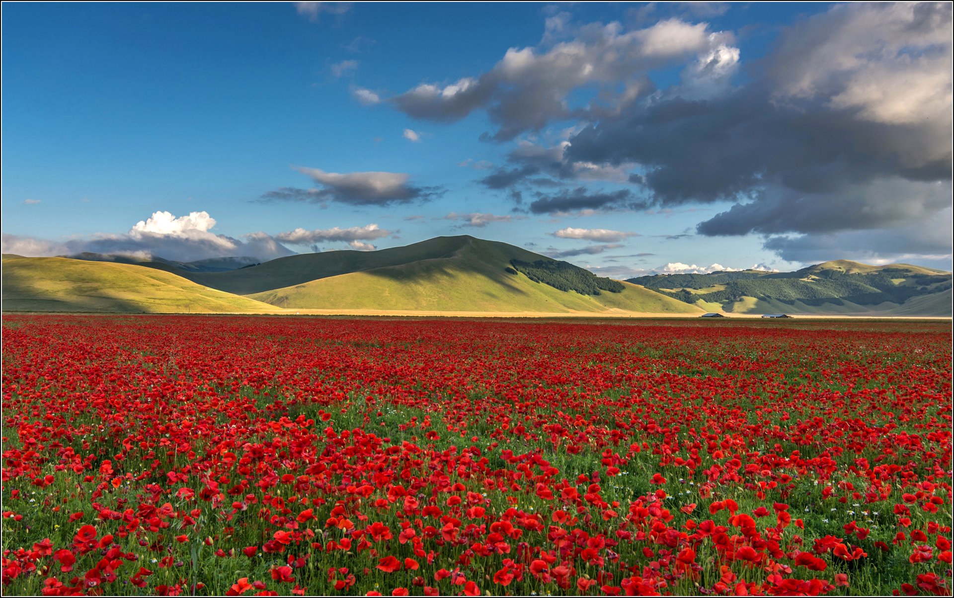 cielo nubes montañas campo flores amapolas