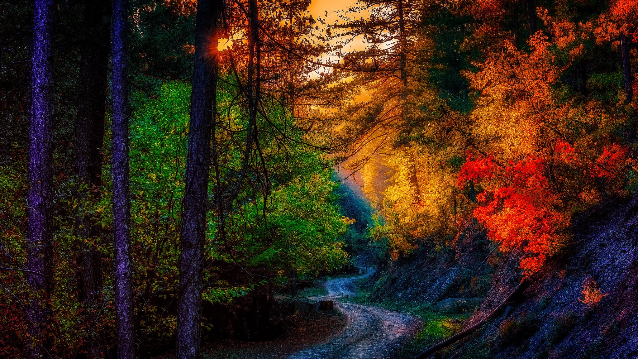 landschaft herbst. bäume blätter straße