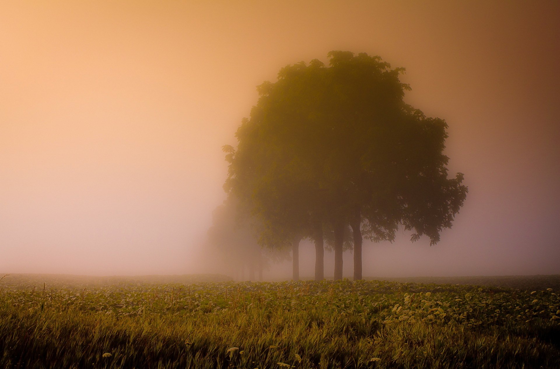 nebbia campo alberi paesaggio