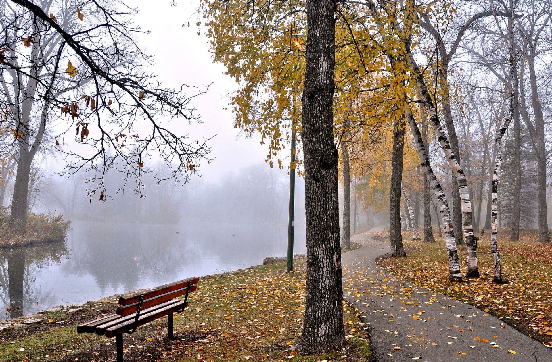 parco nebbia stagno panchina alberi autunno