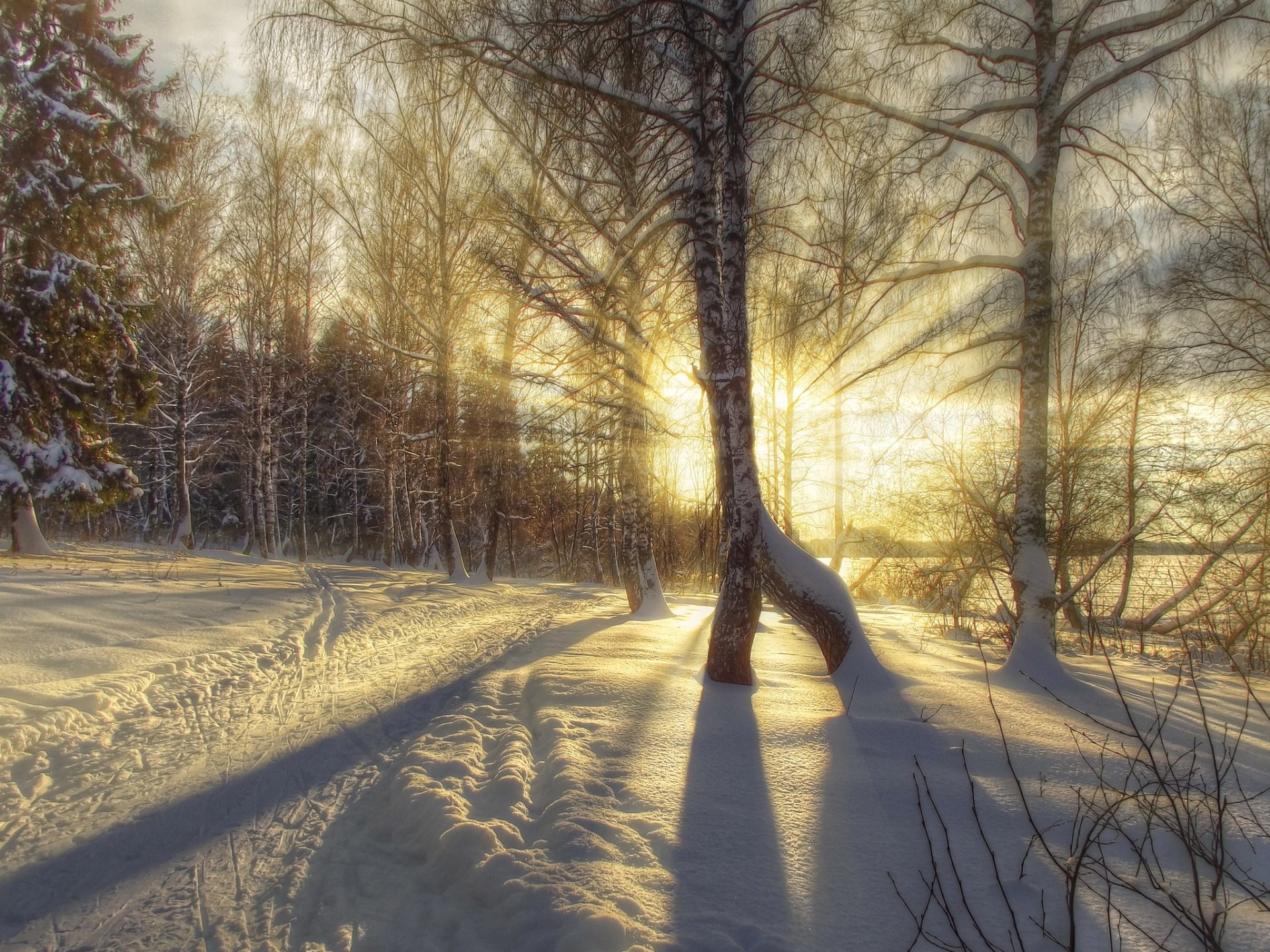 winter hdr snow tree light rays birch nature photo