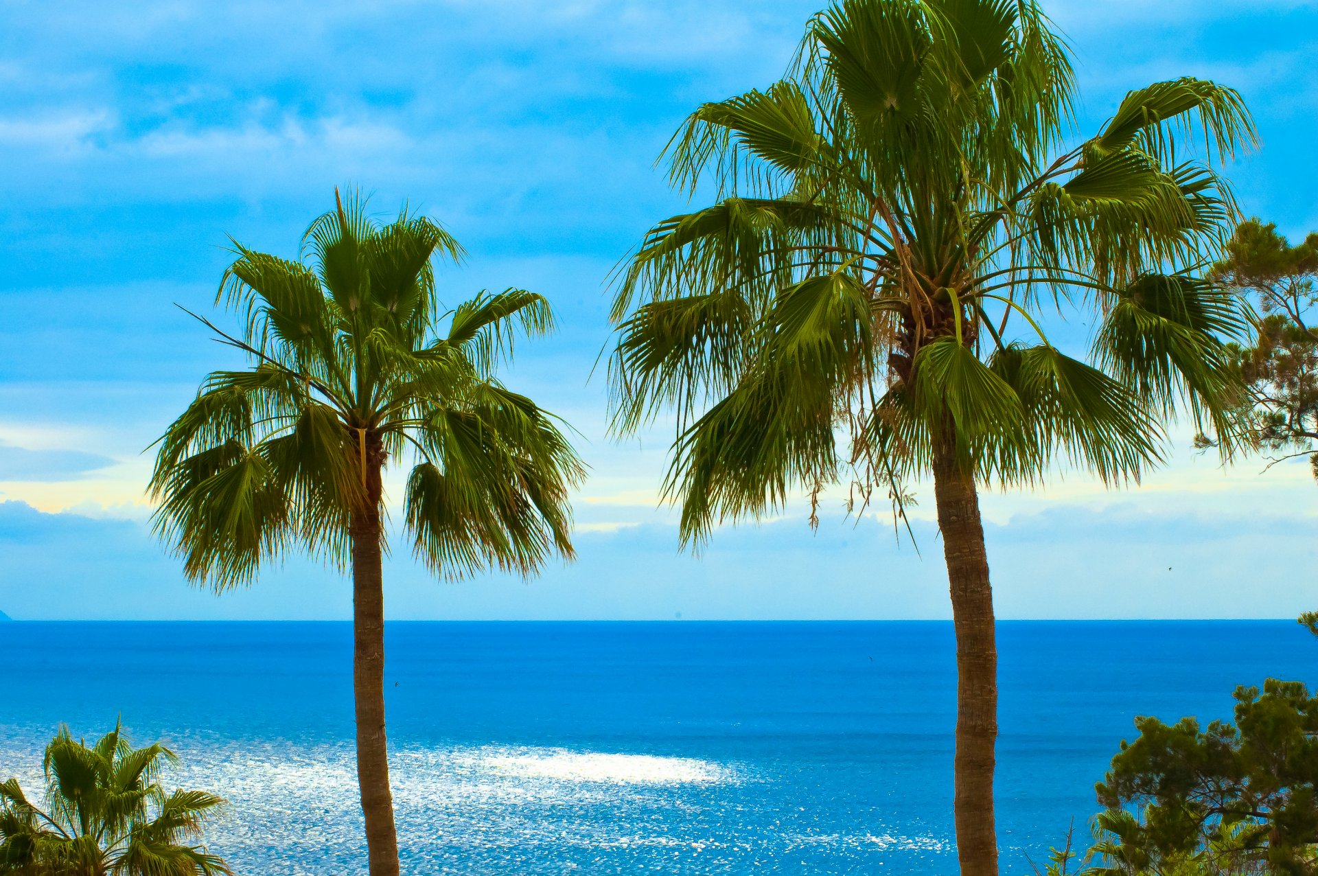 palmeras hojas de abanico océano cielo los gigantes tenerife islas canarias