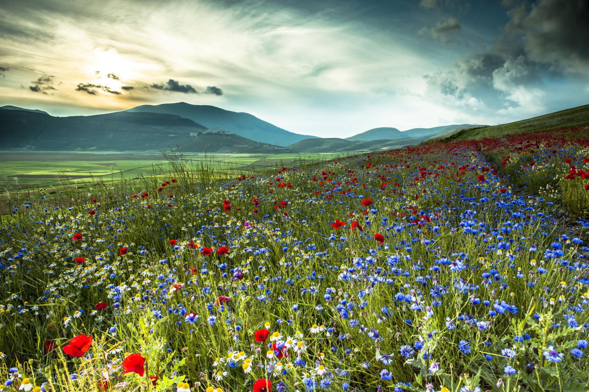 italien berge feld blumen kornblumen mohnblumen gänseblümchen natur