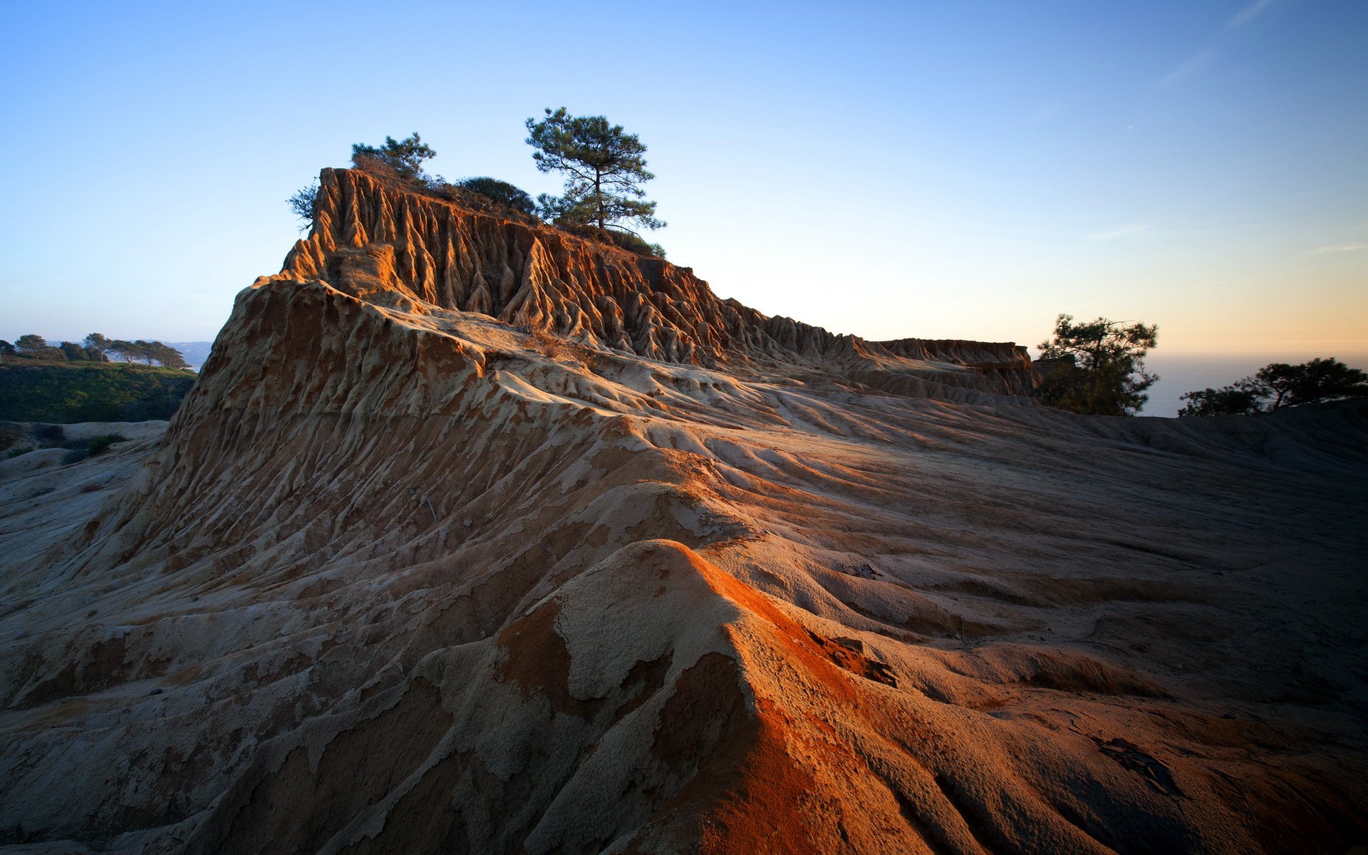 nature tree landscape