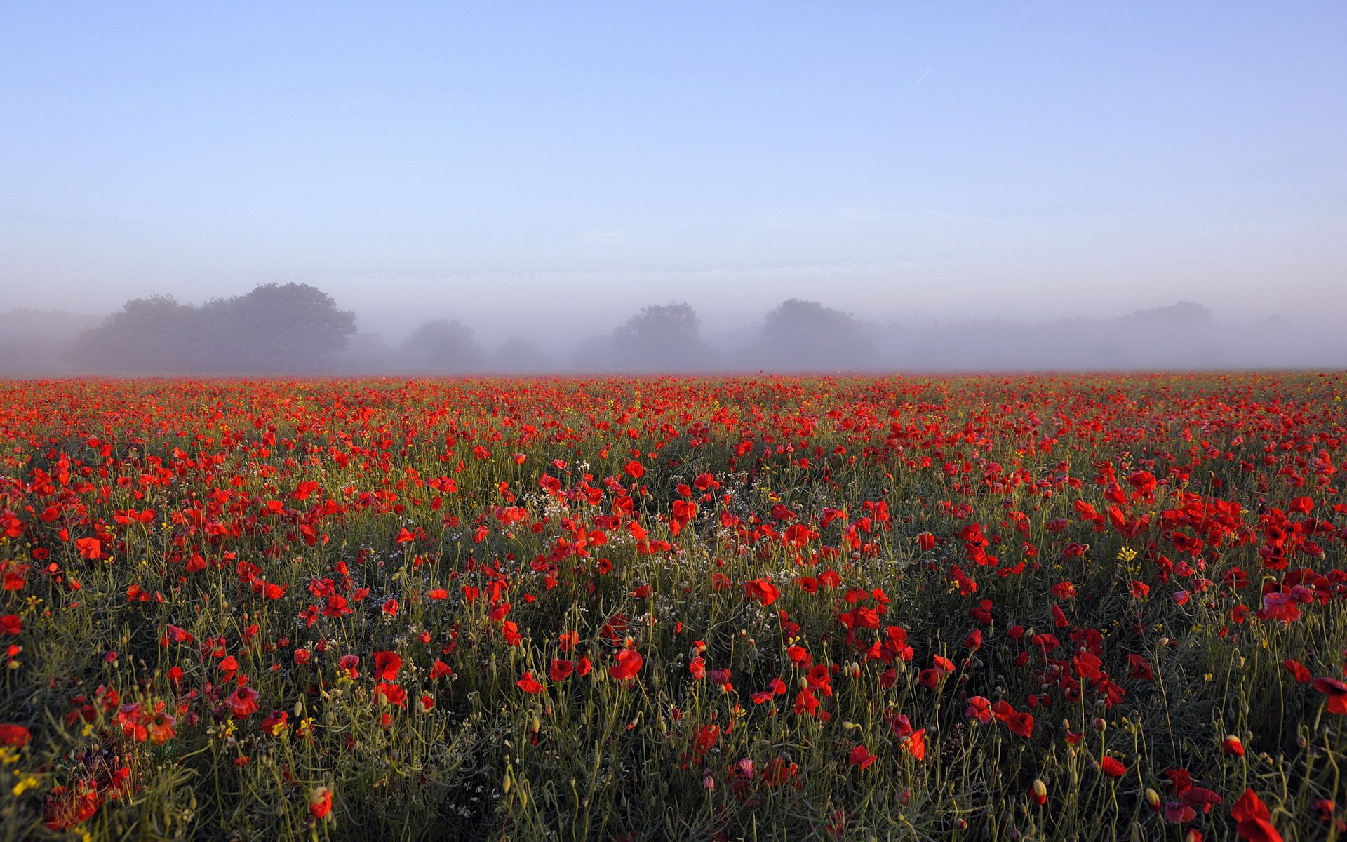 mattina campo papaveri paesaggio