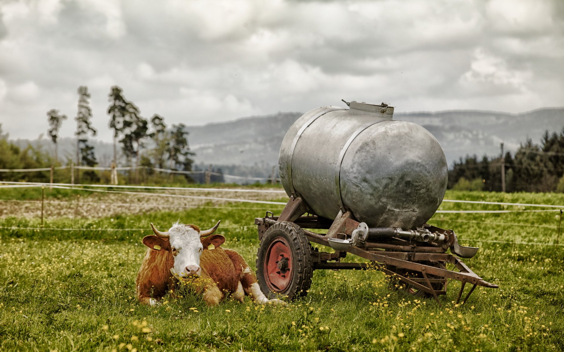 kuh feld dorf sommer