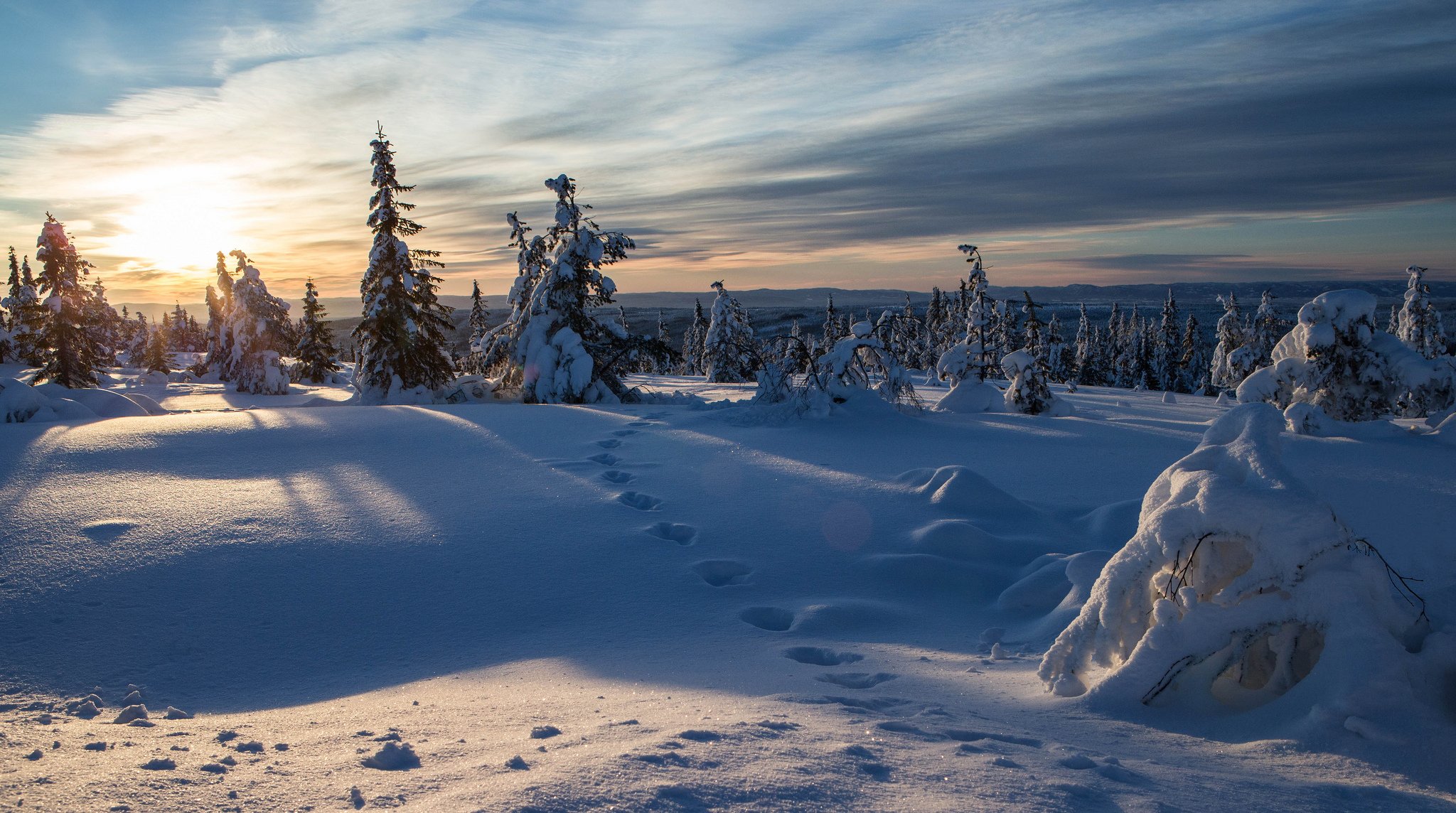 noruega invierno nieve abeto huellas