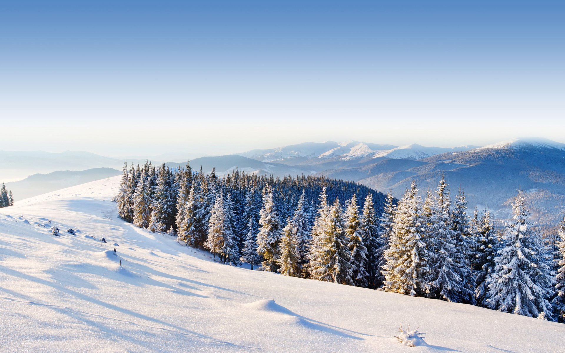 ciel montagnes collines arbres forêt épinette hiver neige