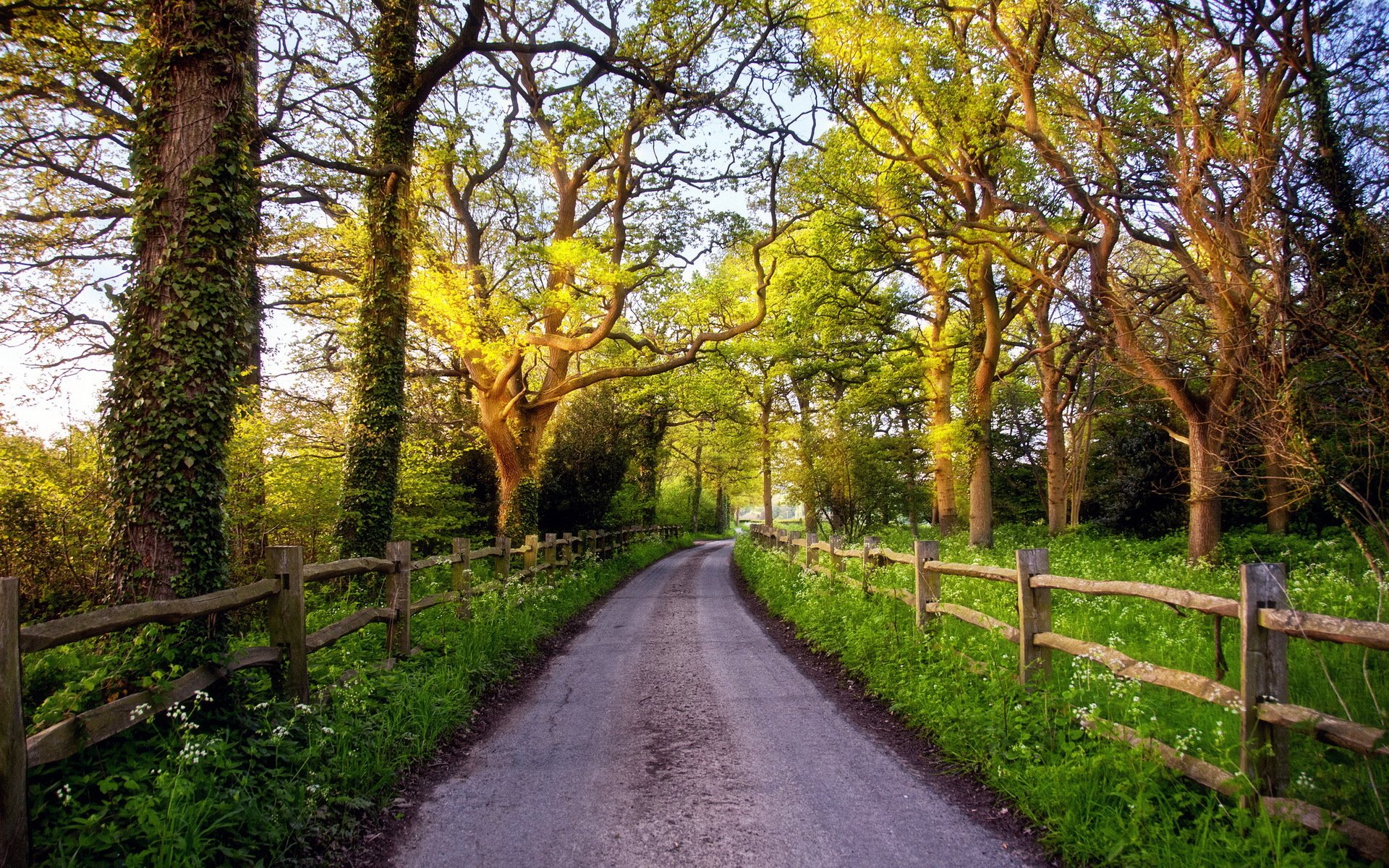 straße zaun bäume