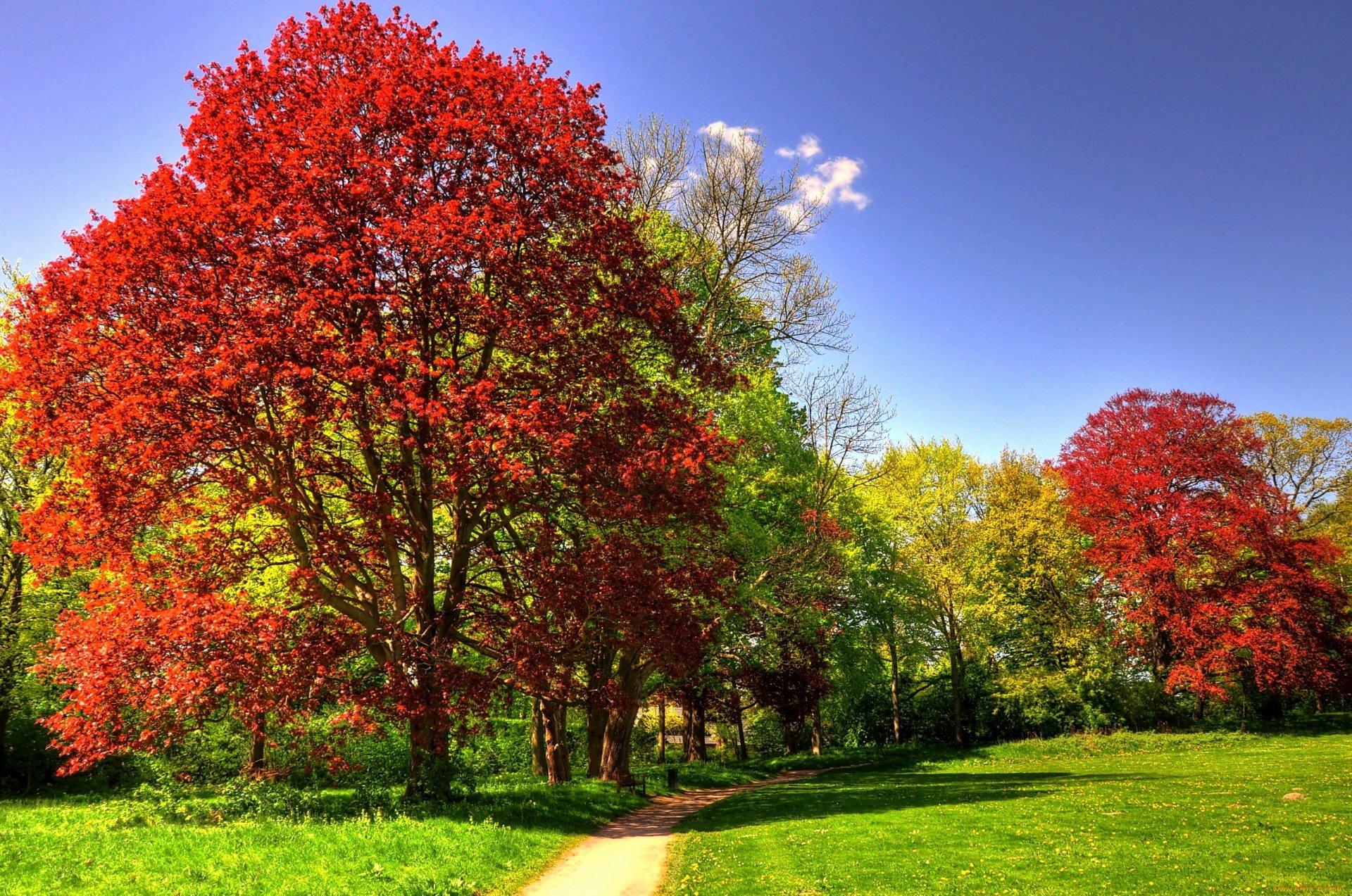 park drzewa trawa słonecznie