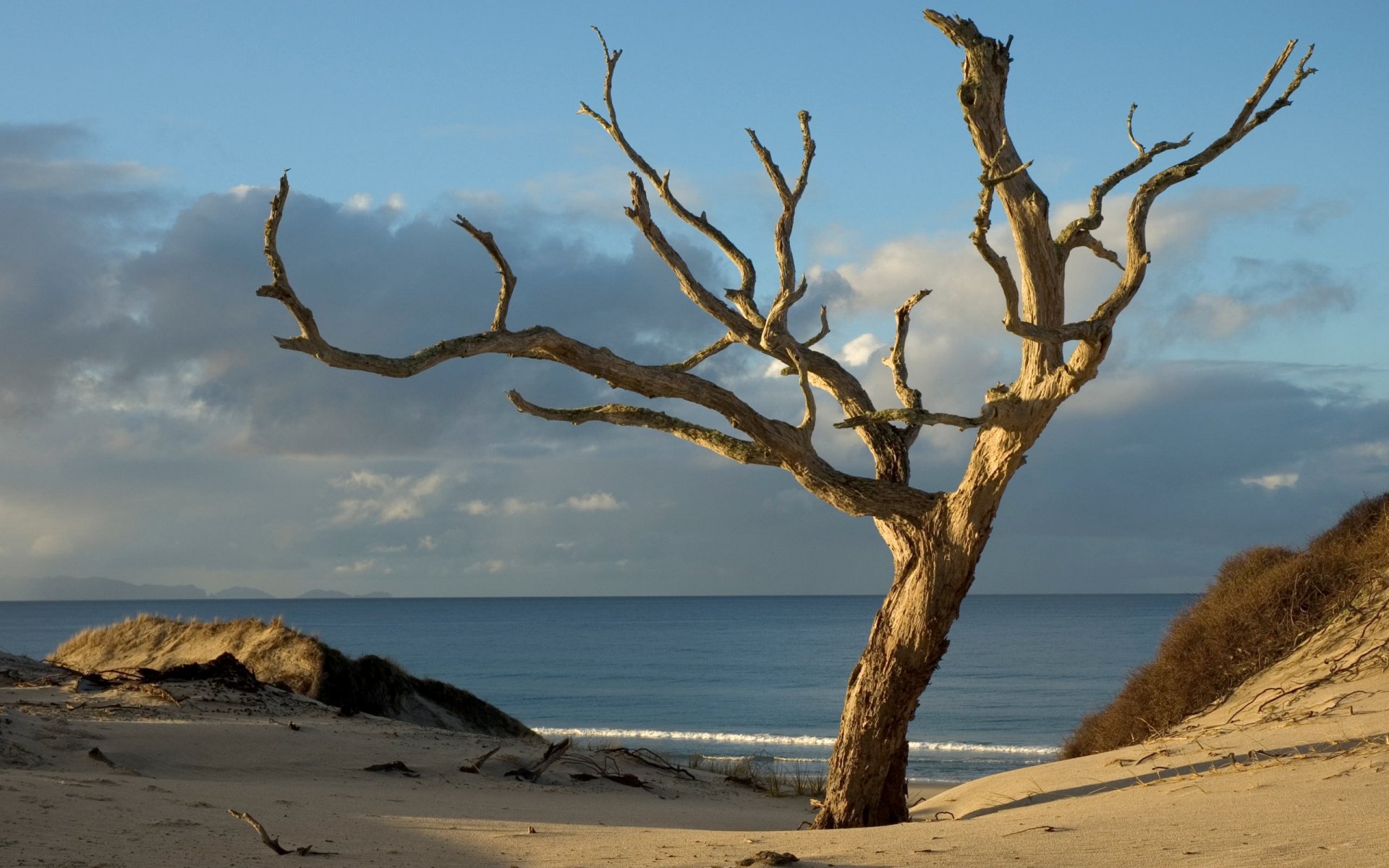 tree beach sand water sky clouds horizon