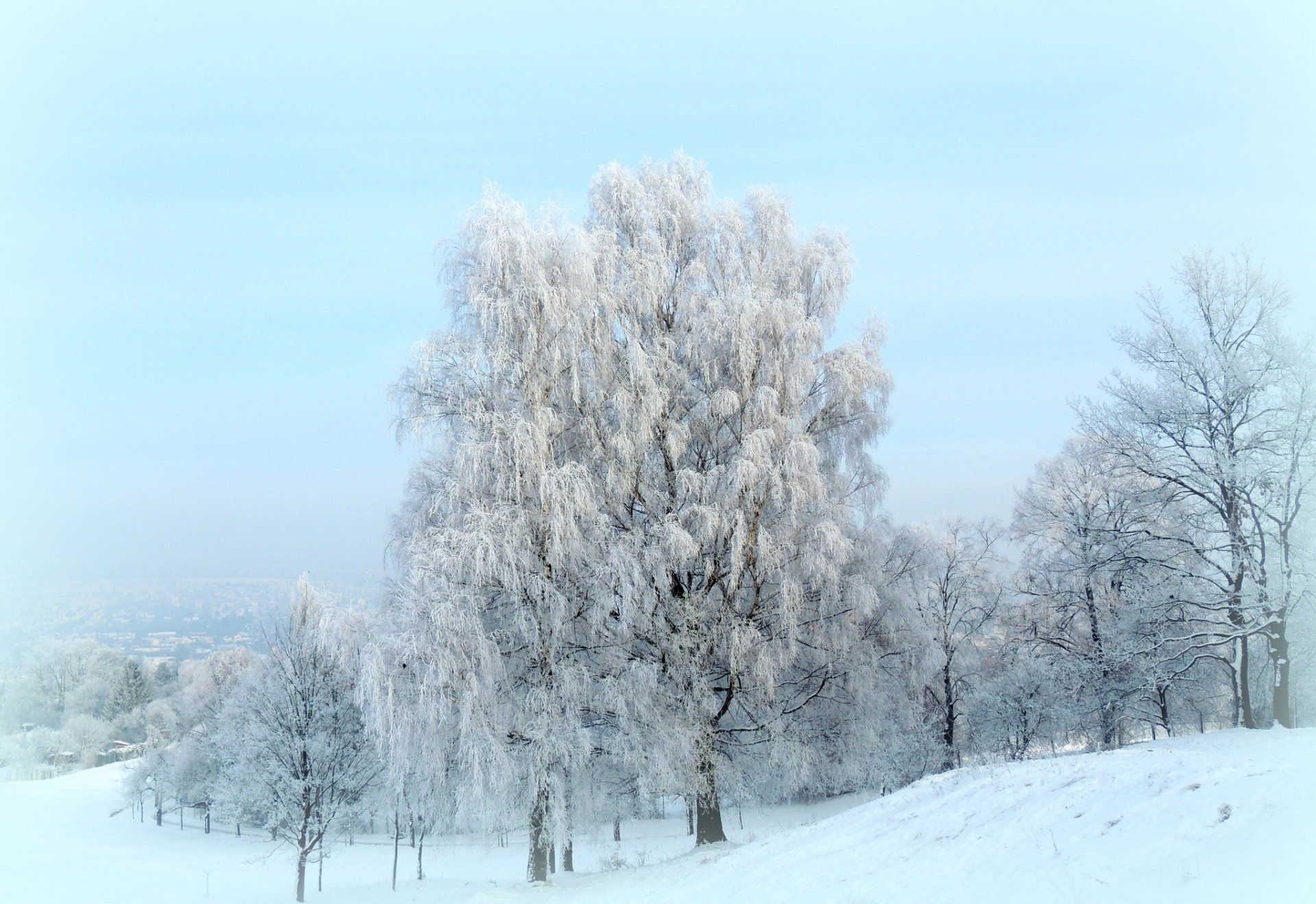 winter schnee bäume frost