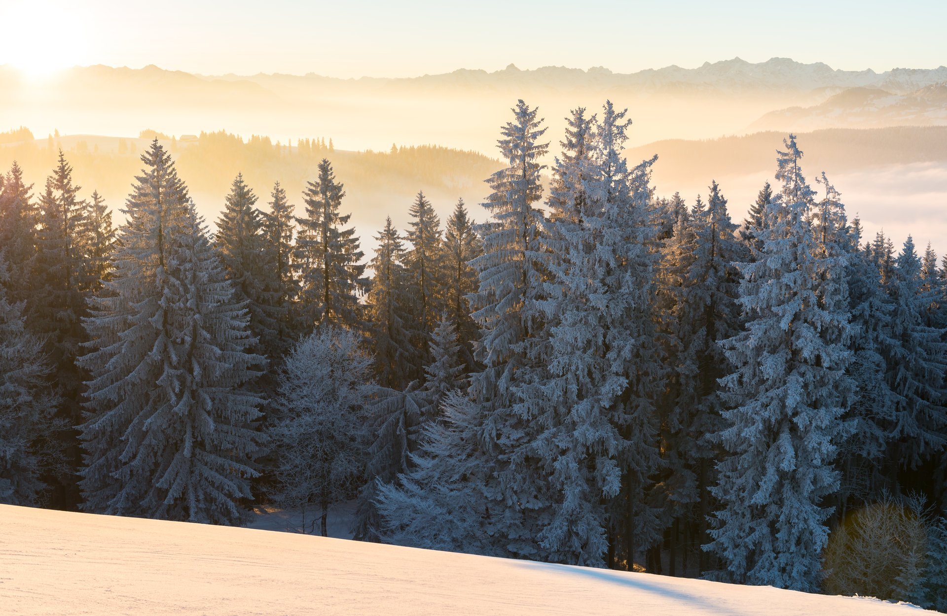 morning forest winter landscape