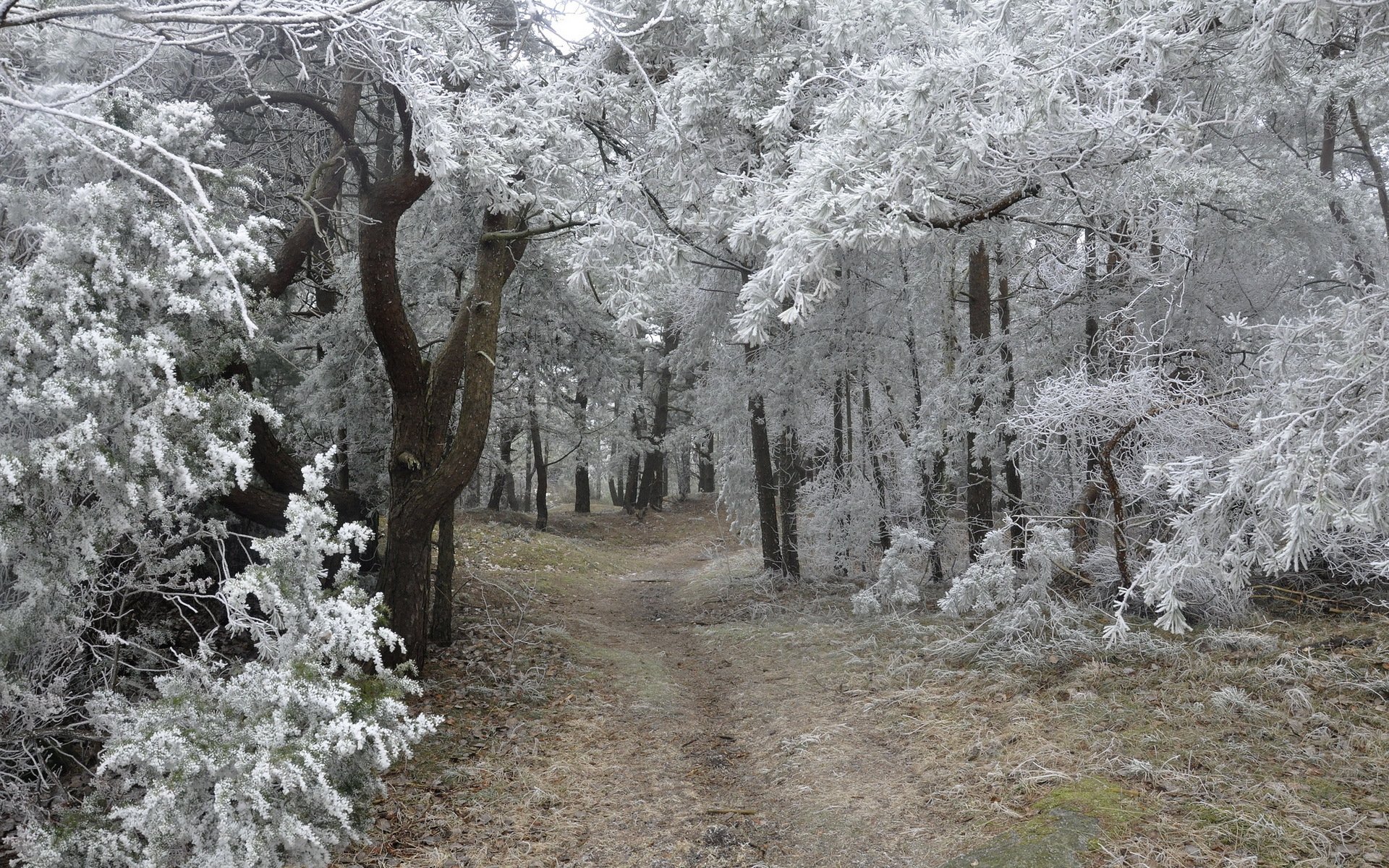 bosque naturaleza paisaje