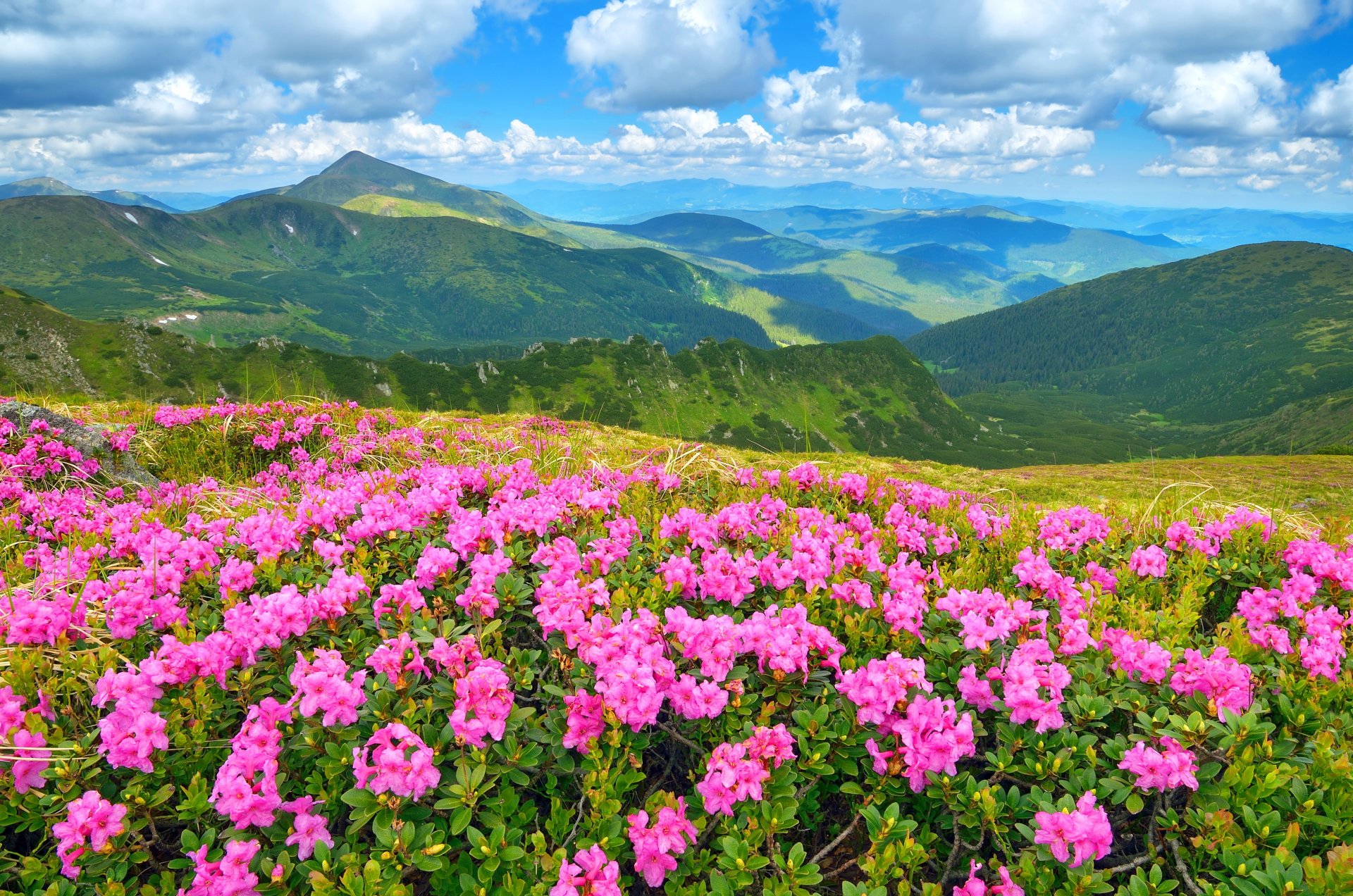 nature paysage montagnes herbe prairies fleurs ciel soleil