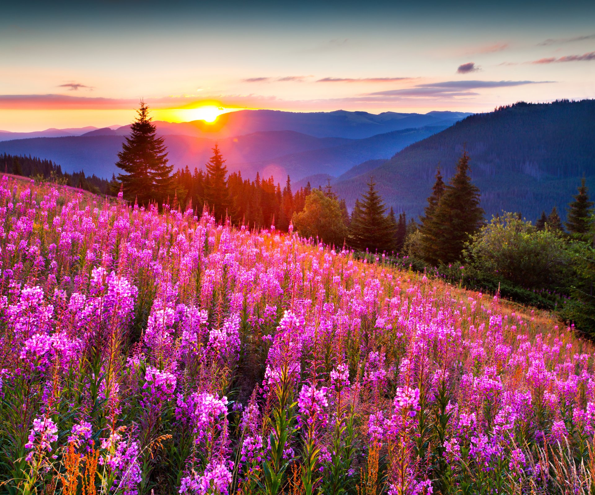 nature landscape mountain grass meadows flower sky sunset