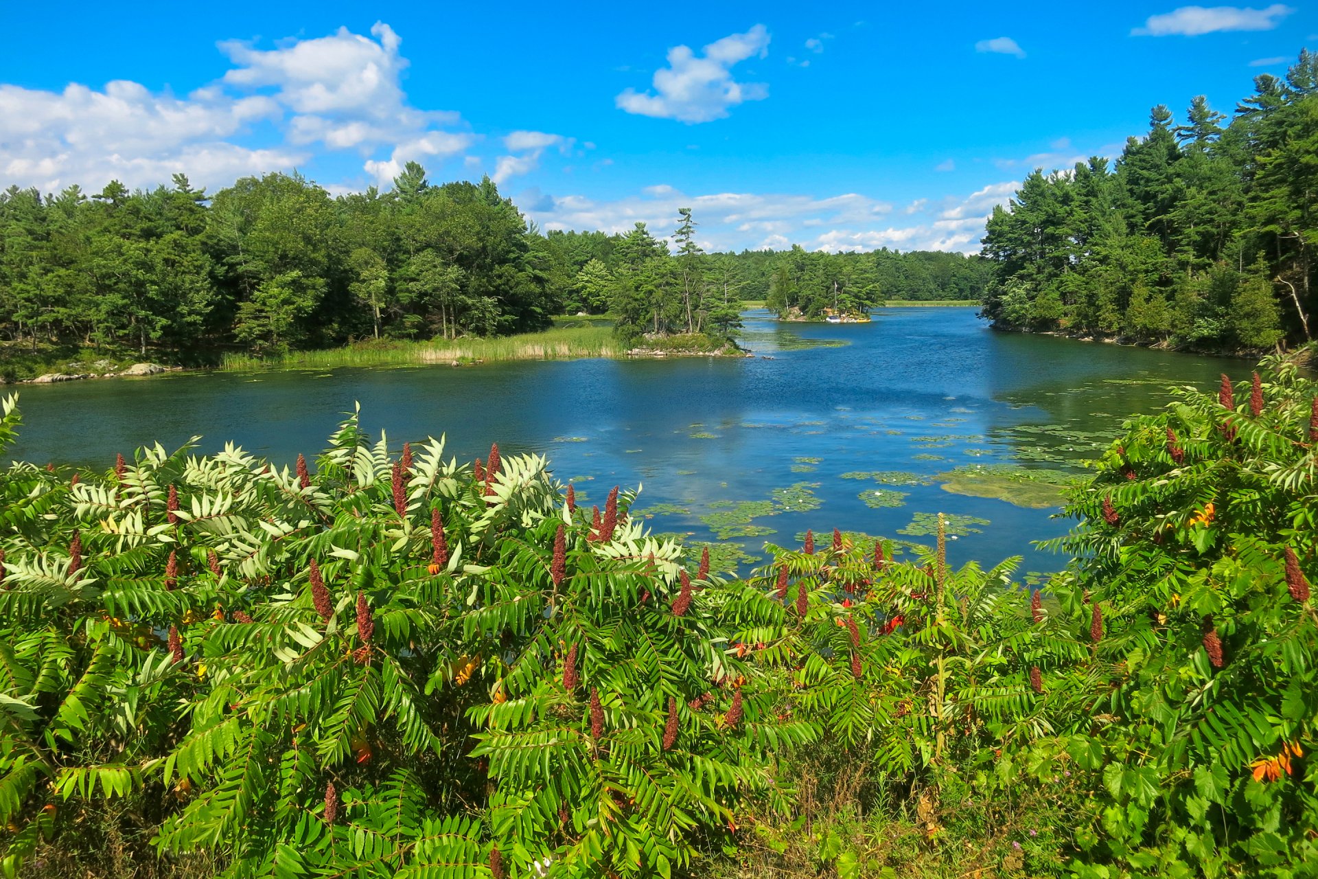 ky clouds tree river flower