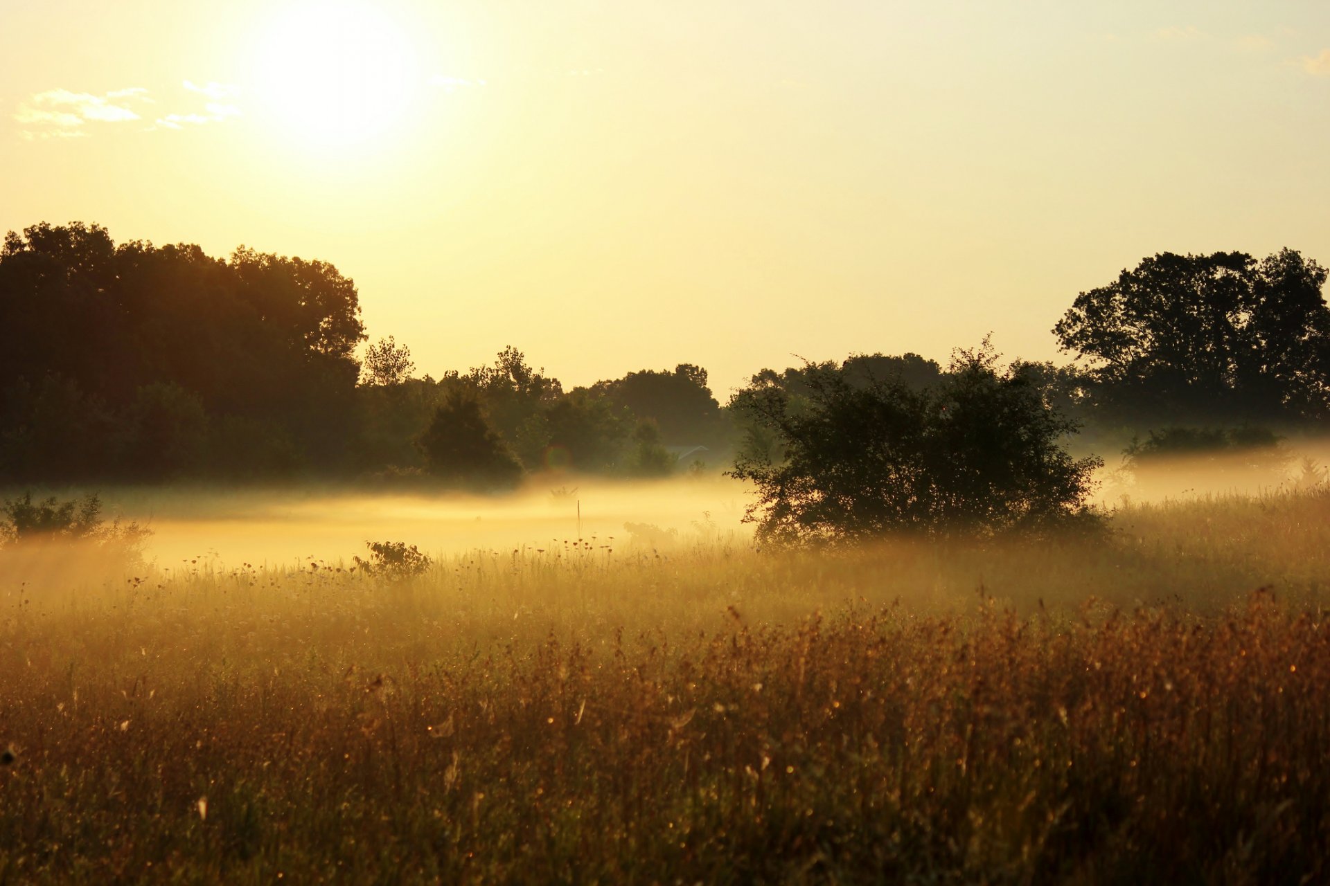 prato erbe piante cespugli alberi natura nebbia mattina sole cielo estate caldo