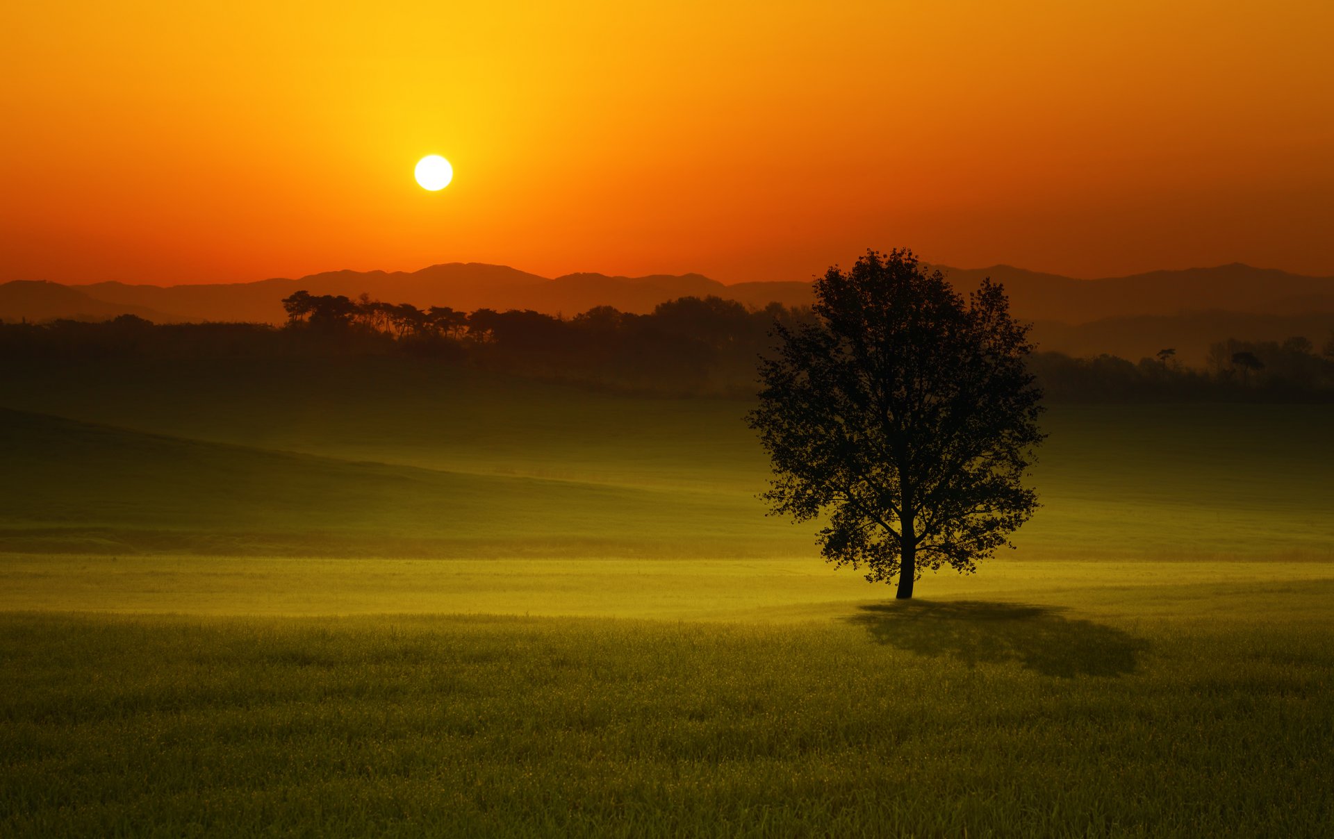 tramonto campo albero paesaggio