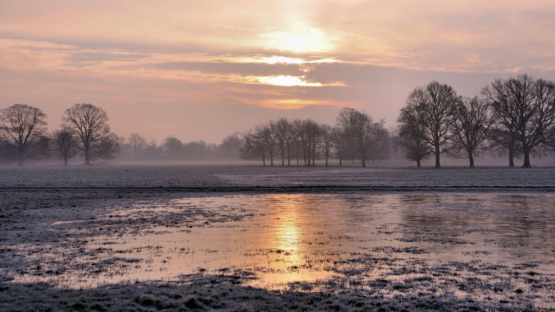 champ brouillard paysage