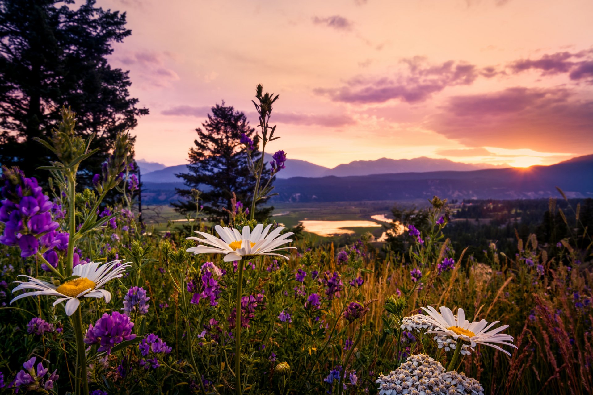 sonnenuntergang in kootenays kanada british columbia kootenay national park gänseblümchen lupinen wildblumen