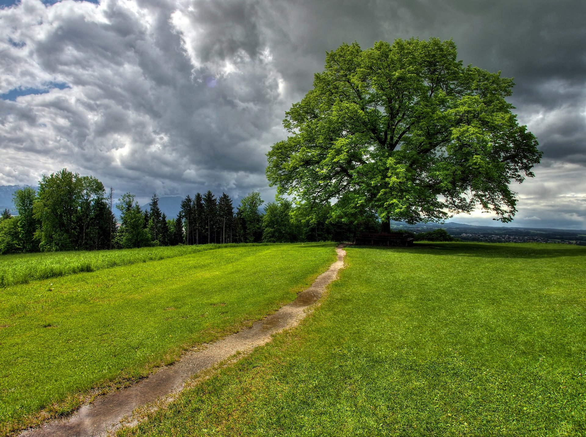 cielo nuvole alberi sentiero erba natura