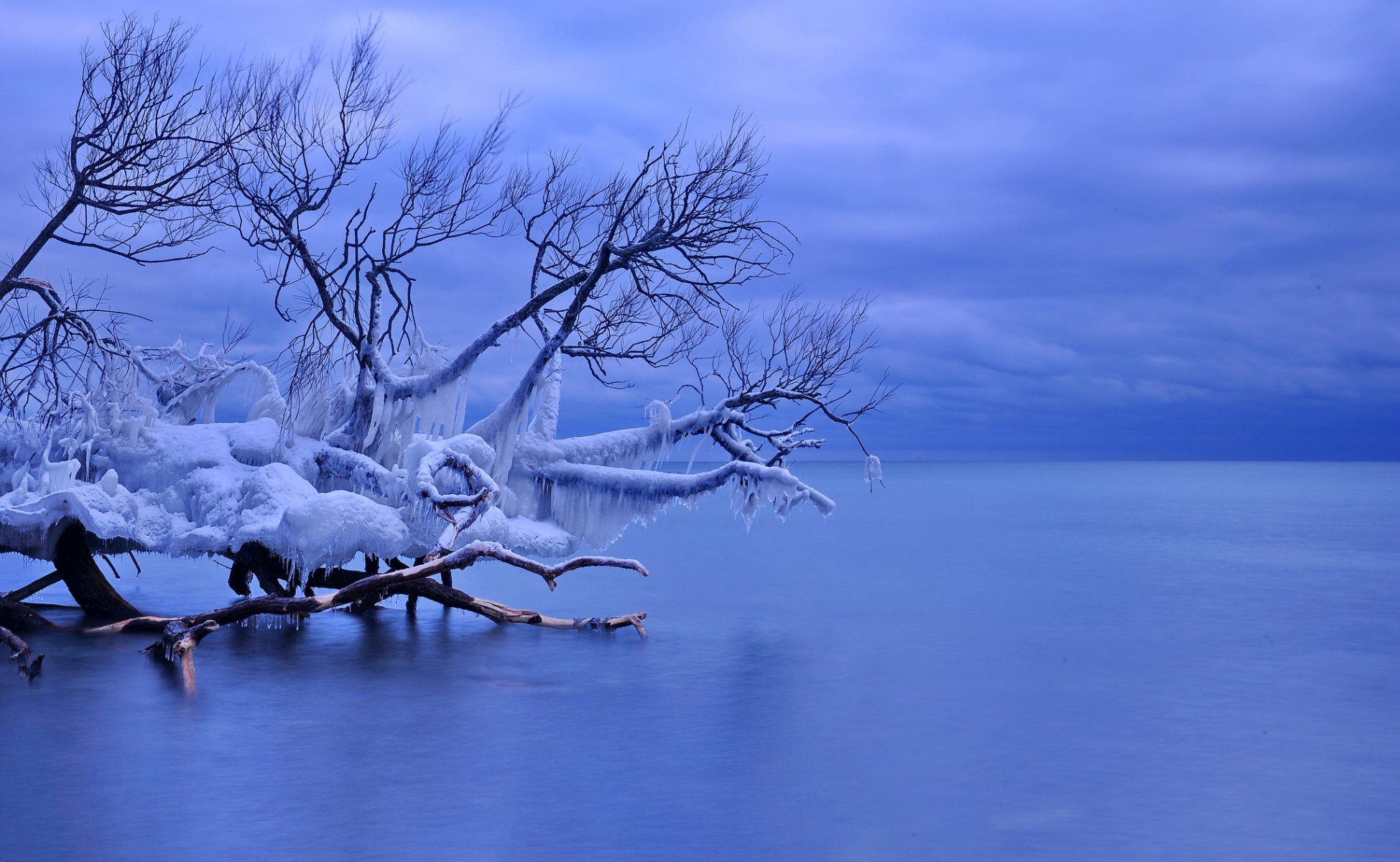 canadá whitby lago ontario árbol caído hielo carámbanos invierno