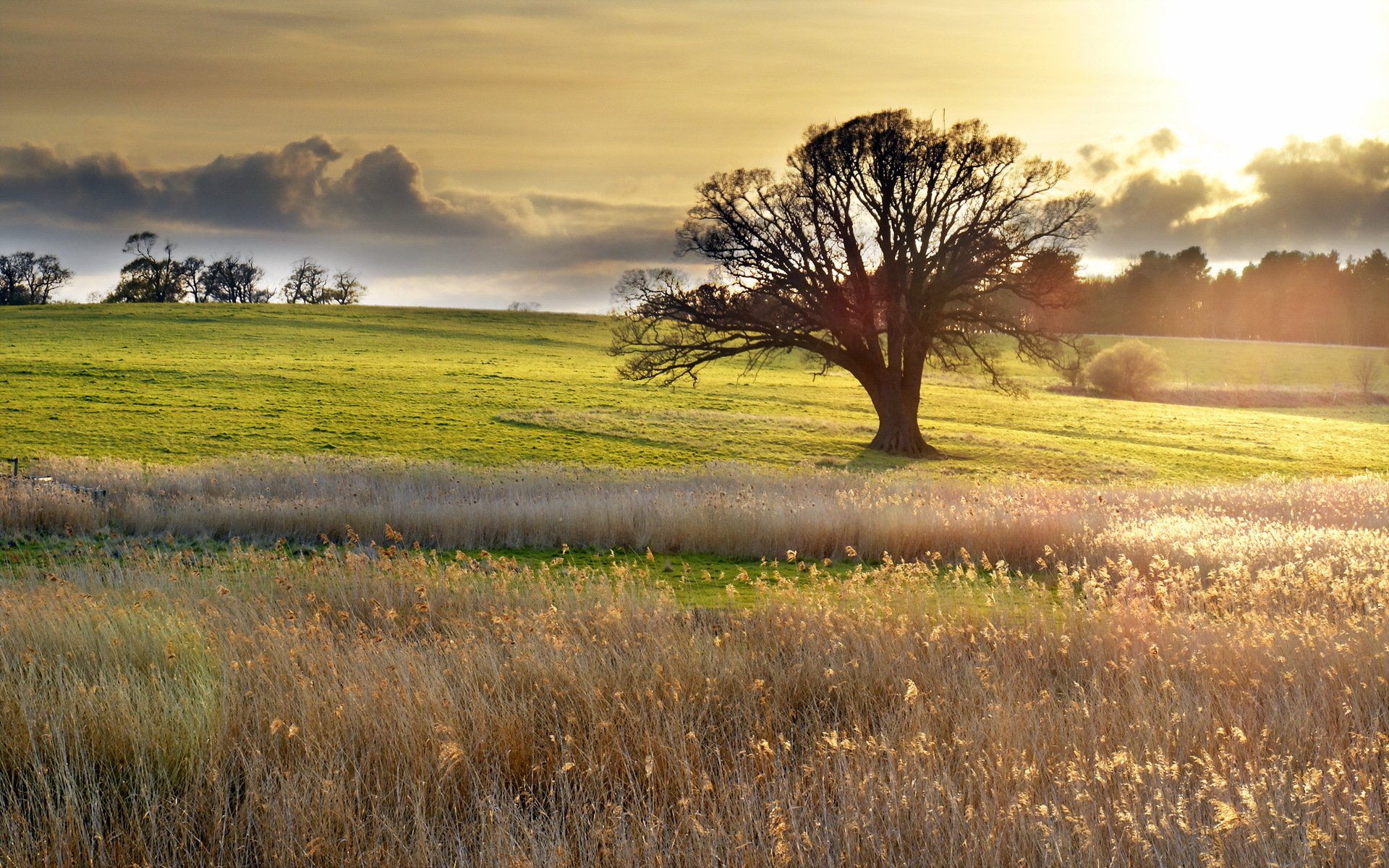 the field tree landscape