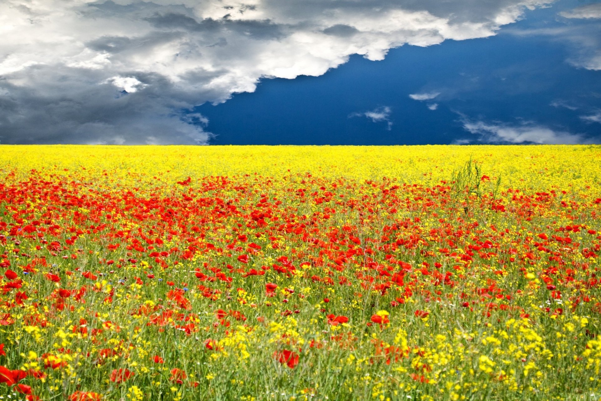 the field grass flower horizon sky cloud