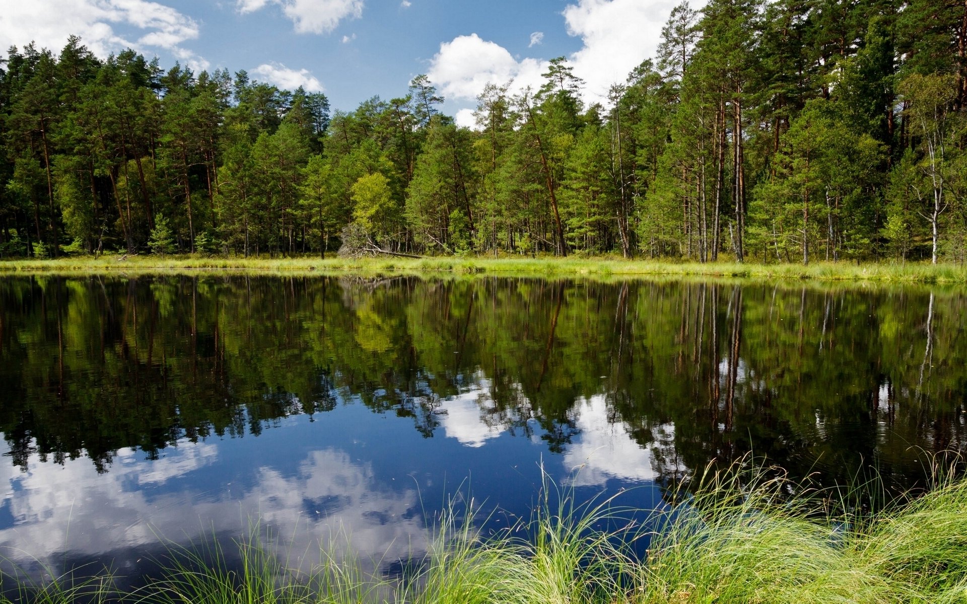 poland river forest tree reflection