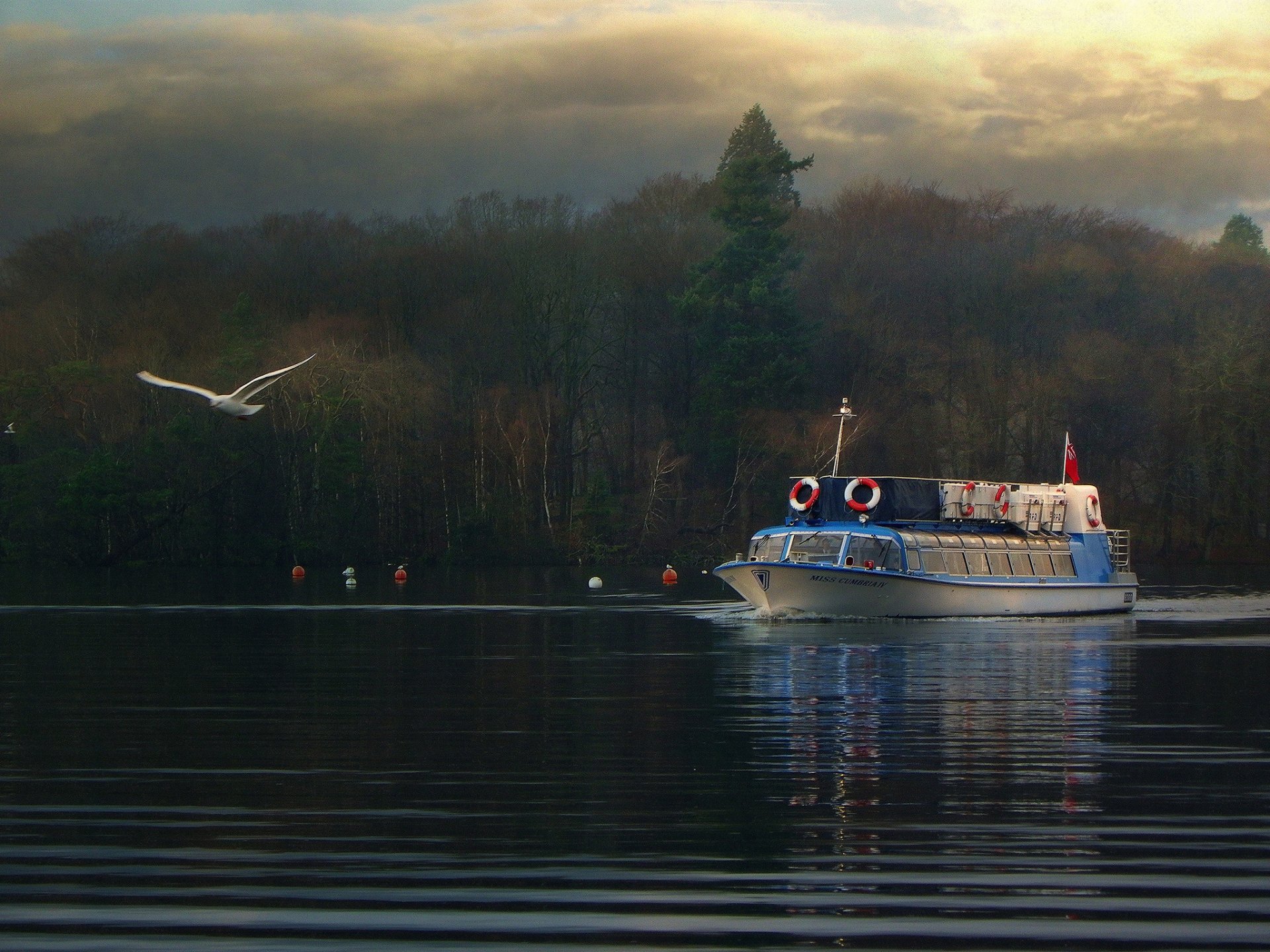 inghilterra lago windermere nave gabbiano foresta autunno