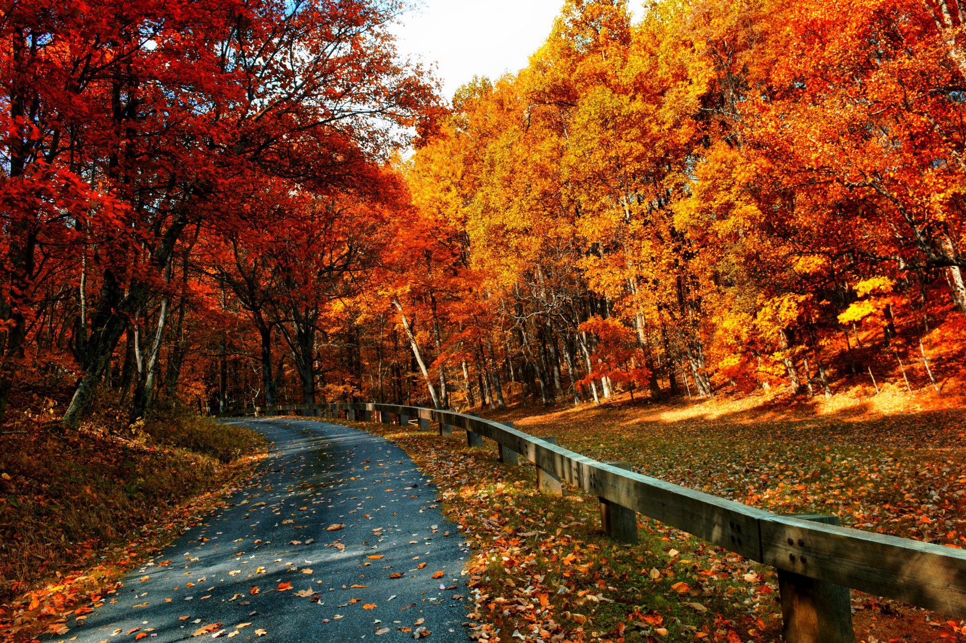 nature forest park trees leaves colorful road autumn fall colors walk